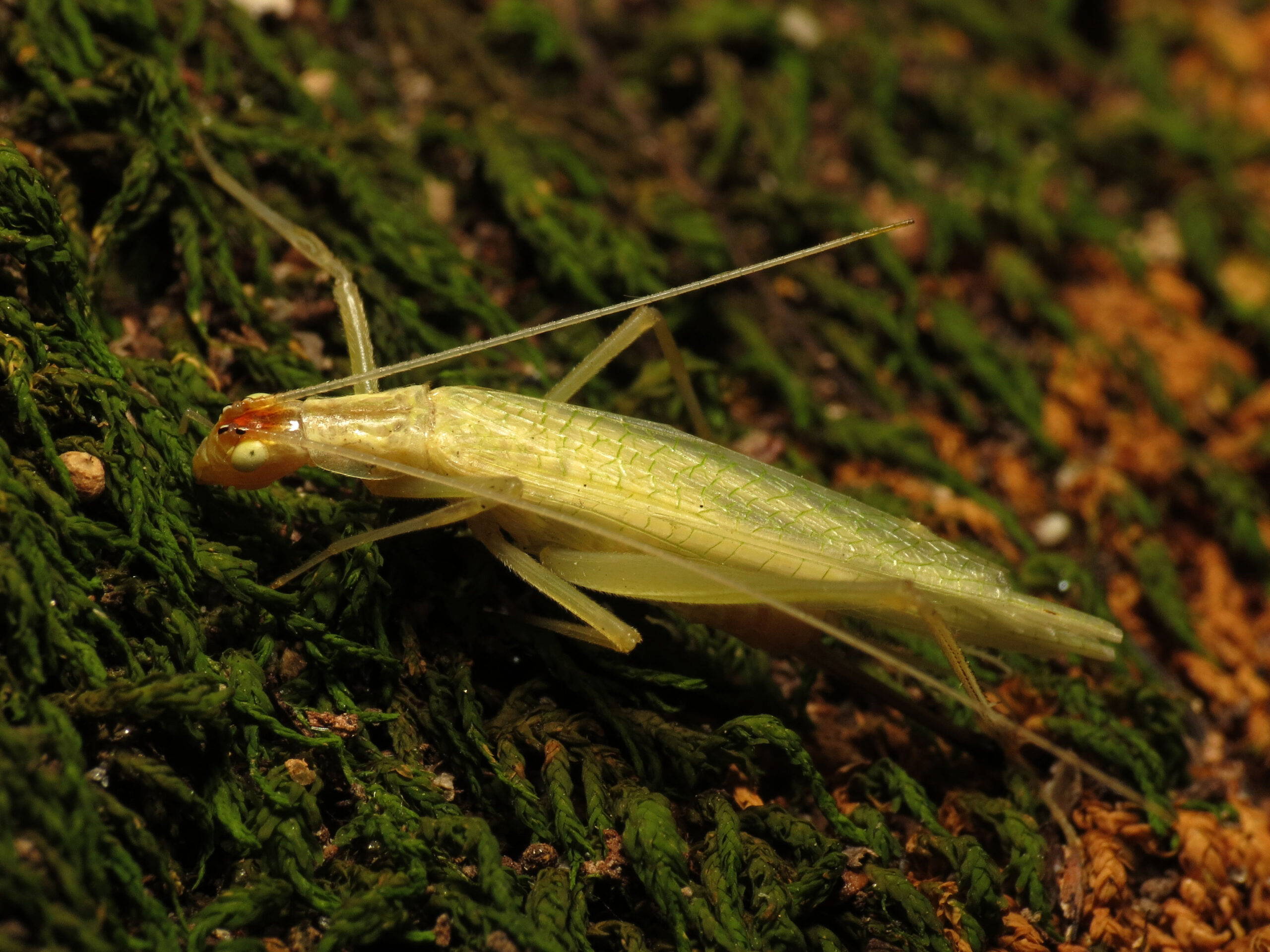 file:davis’ tree cricket flickr treegrow (3).jpg file:davis’ tree cricket flickr treegrow (3).jpg