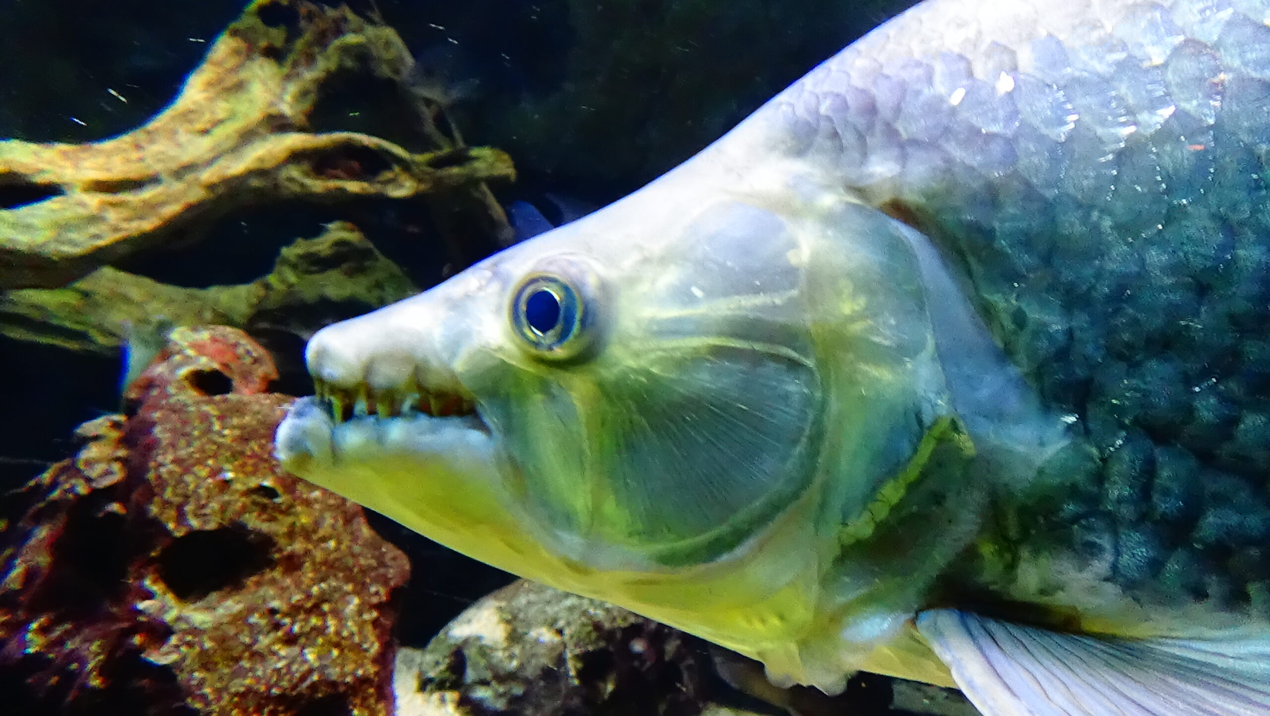 hydrocynus goliath poisson chien aqua porte dorée 01 hydrocynus goliath poisson chien aqua porte dorée 01