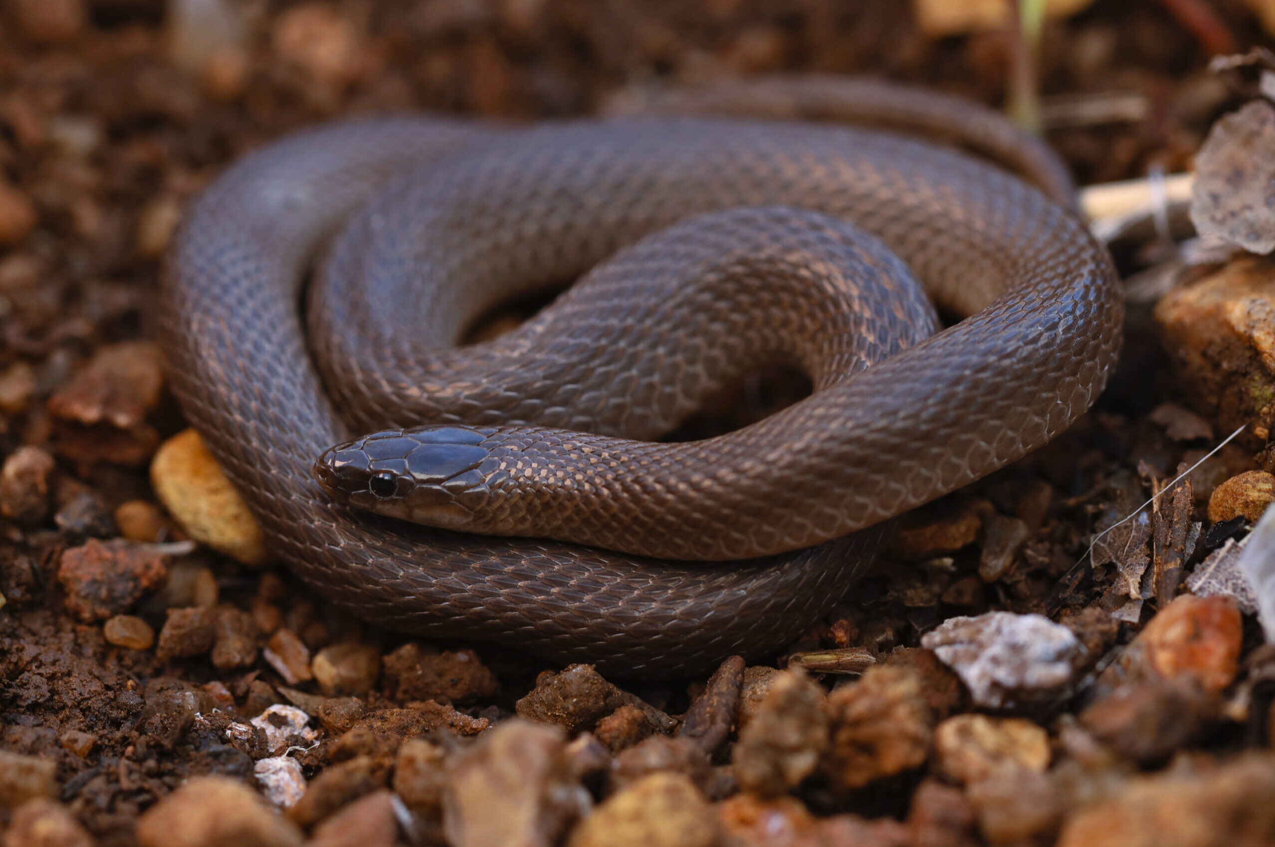 Rough Earth Snake