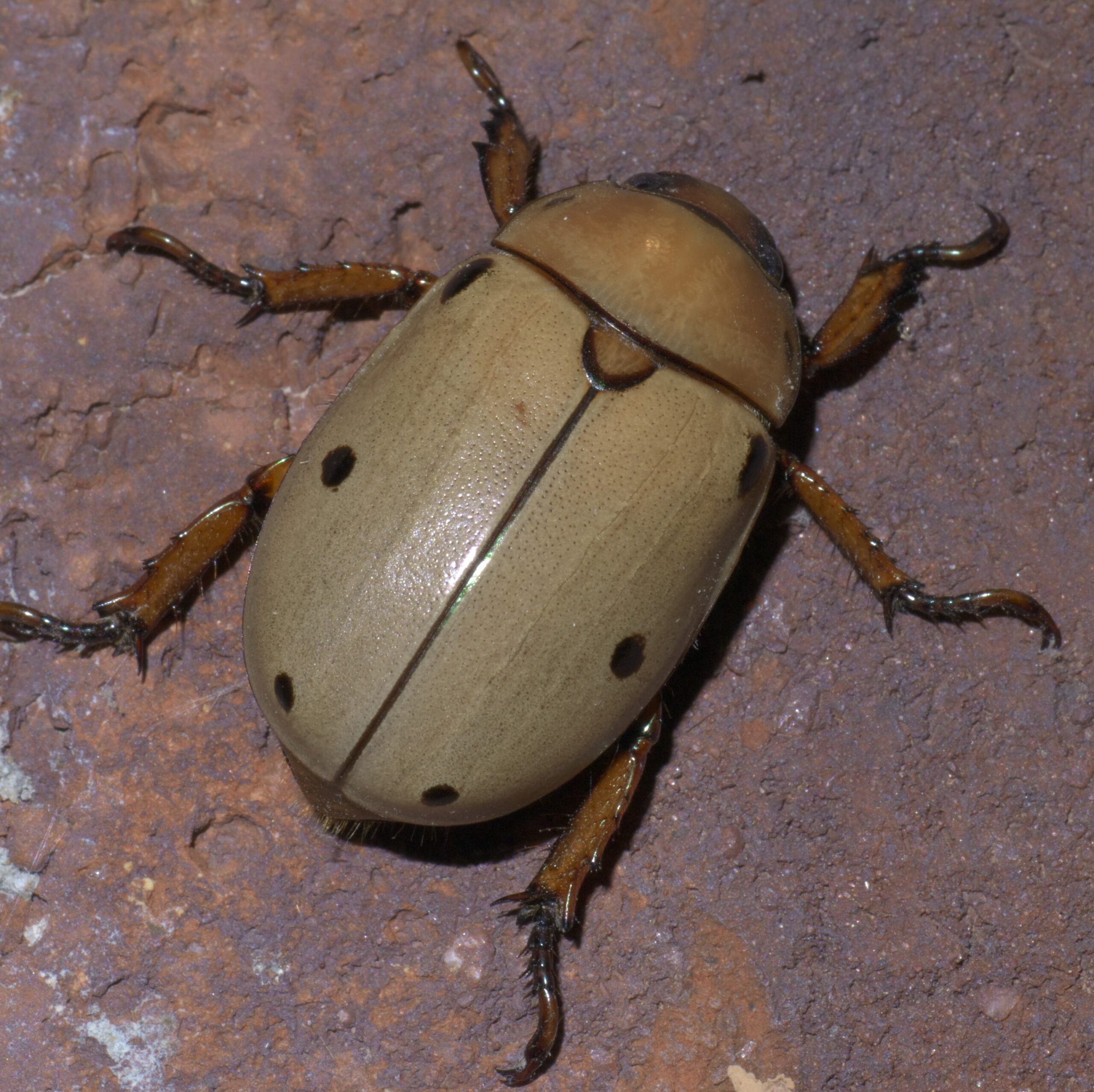 pelidnota punctata p1450713a