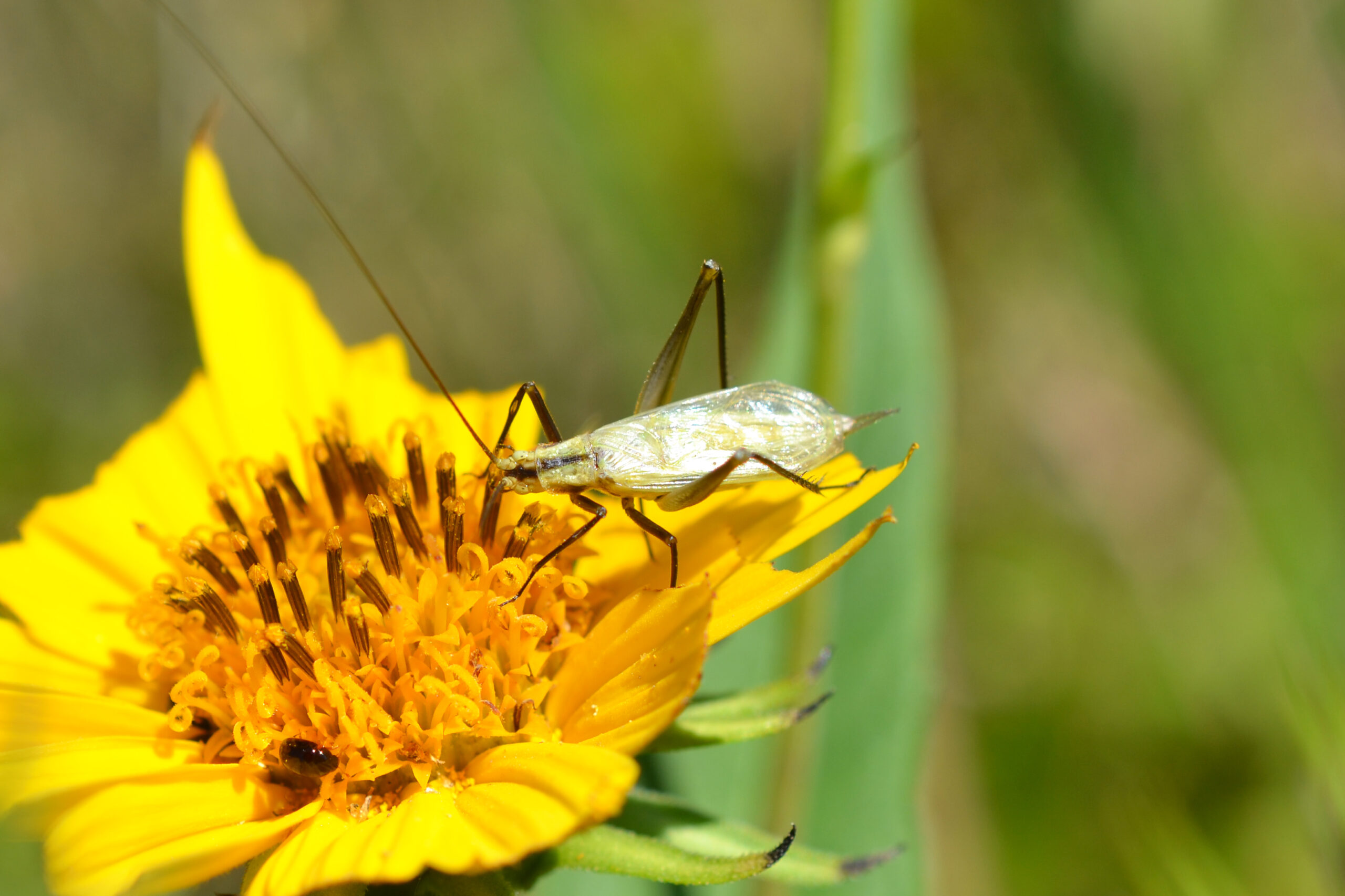 black horned tree cricket (oecanthus nigricornis) (15170887362) black horned tree cricket (oecanthus nigricornis) (15170887362)