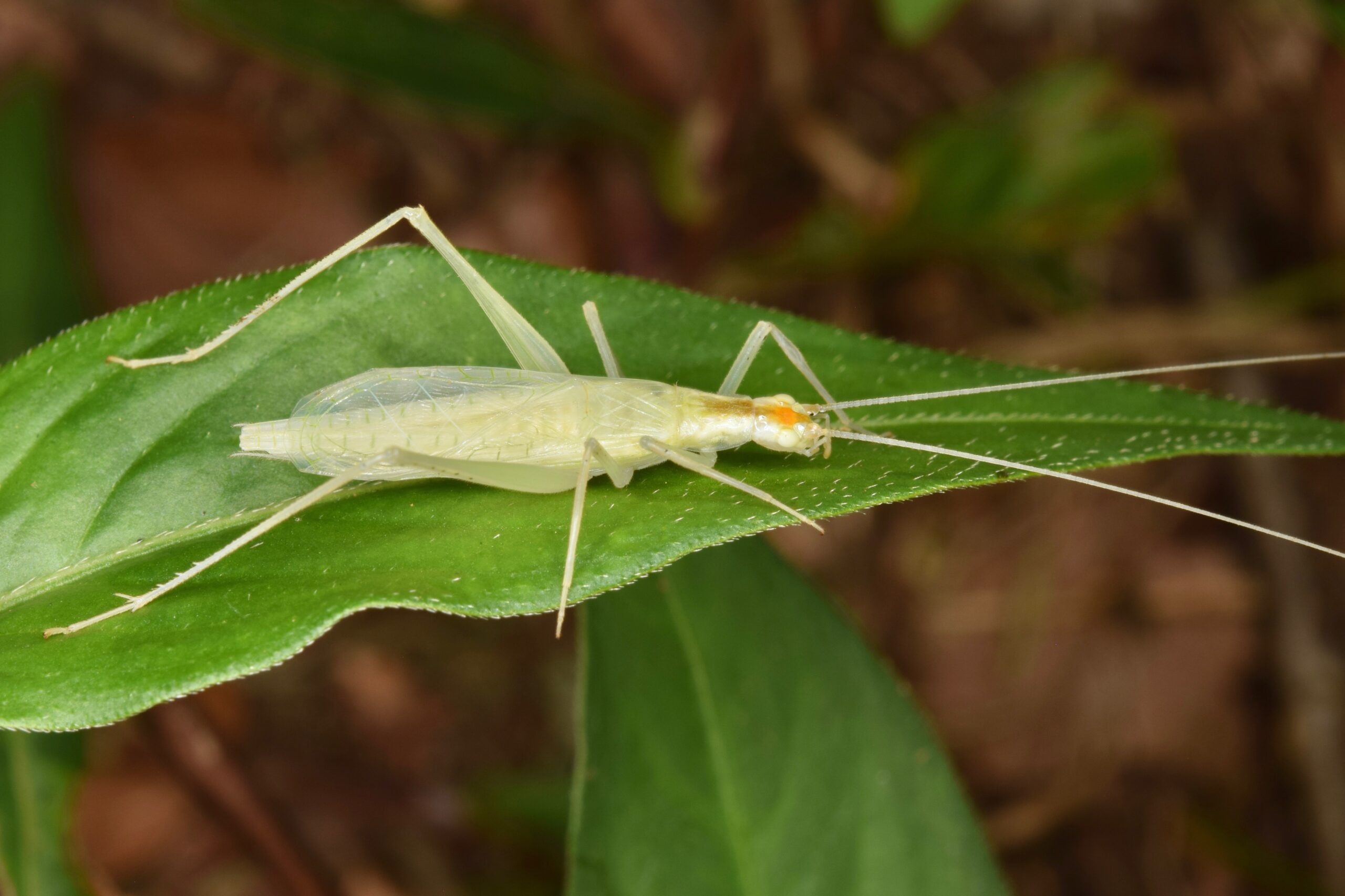 narrow winged tree cricket oecanthus niveus ♂ (50164161418)