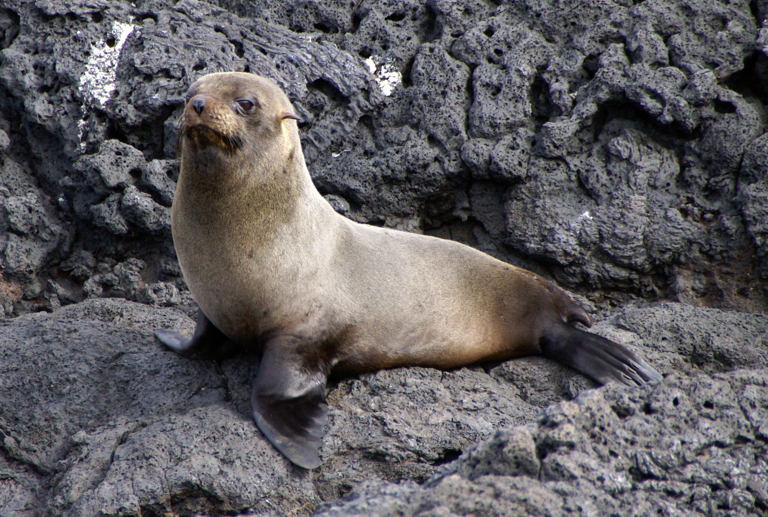 Fur Seal