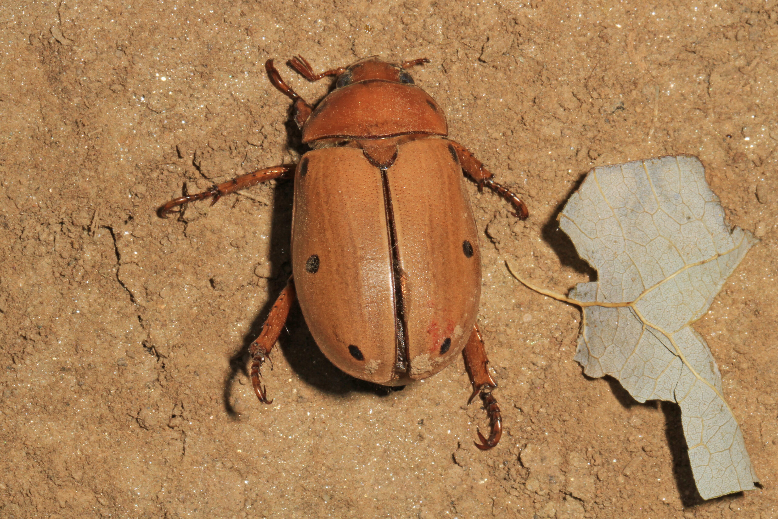grapevine beetle pelidnota punctata, warren landing, scottsville, virginia (24884902927)