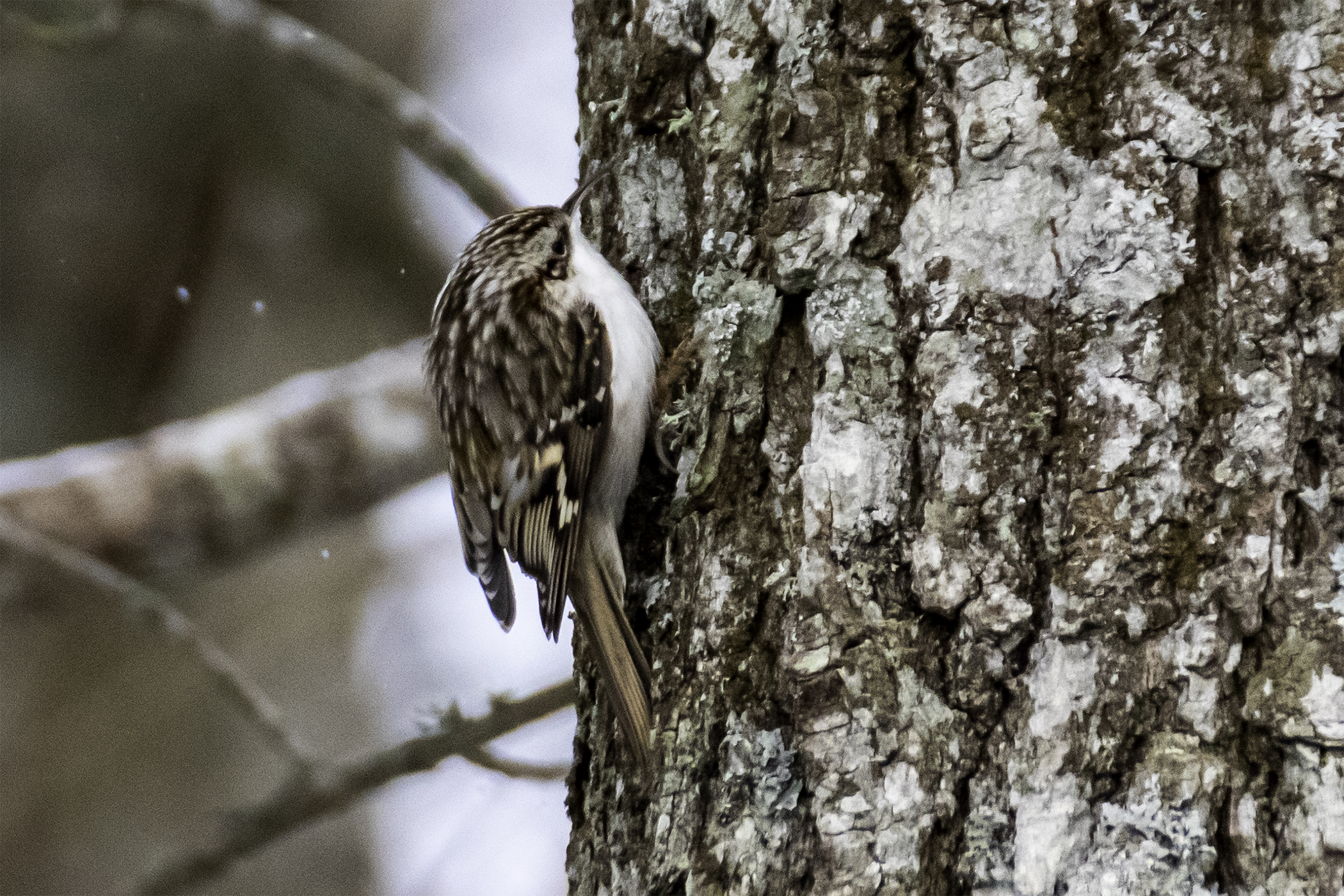 Treecreeper