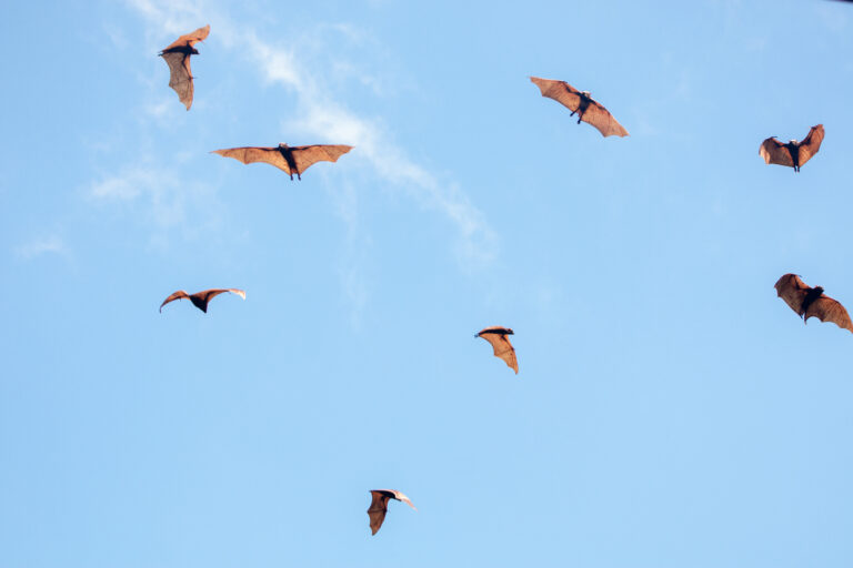 a colony of giant golden crowned flying fox up in the sky in the philippines a colony of giant golden crowned flying fox up in the sky in the philippines