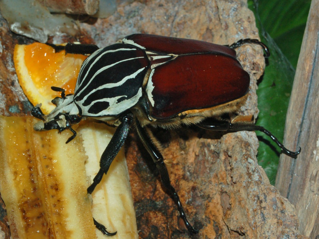 scarabaeidae goliathus goliatus scarabaeidae goliathus goliatus