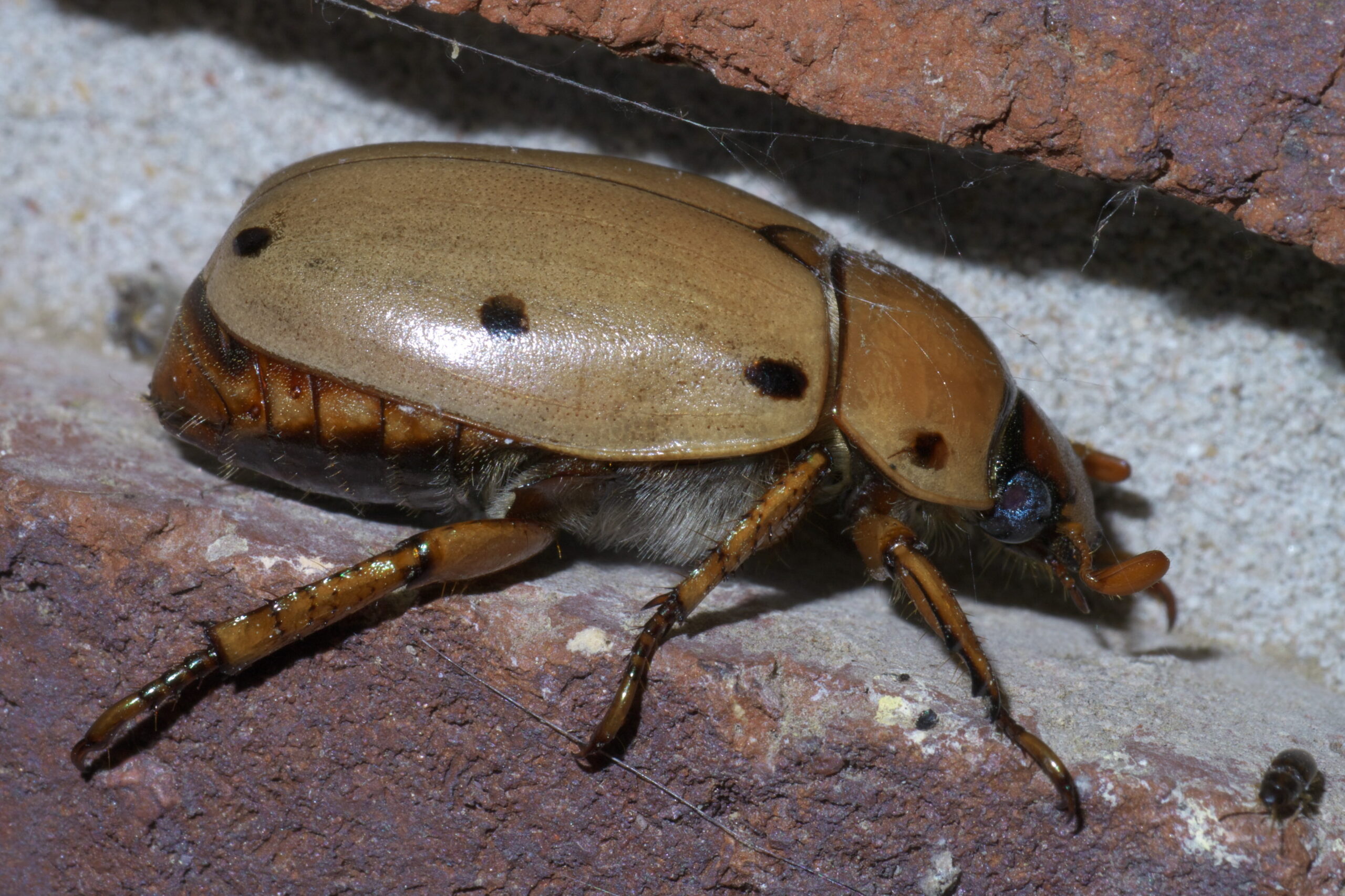 pelidnota punctata p1440226a