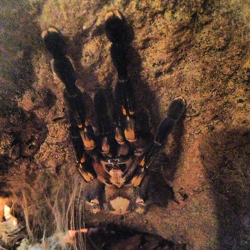 poecilotheria metallica
