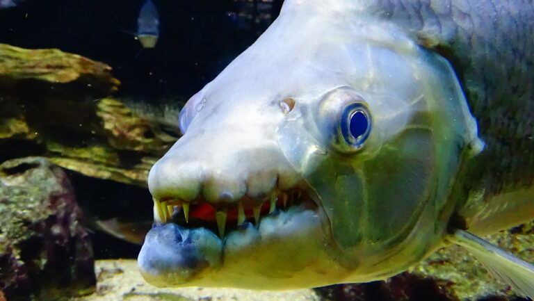 hydrocynus goliath poisson chien aqua porte dorée 05 hydrocynus goliath poisson chien aqua porte dorée 05