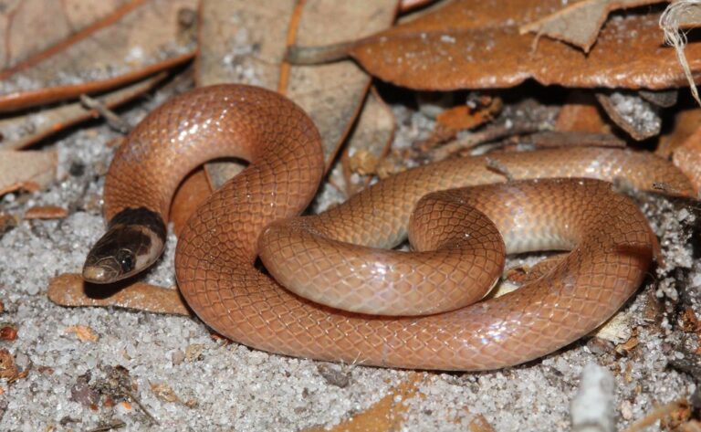 rim rock crowned snake Rim Rock Crowned Snake