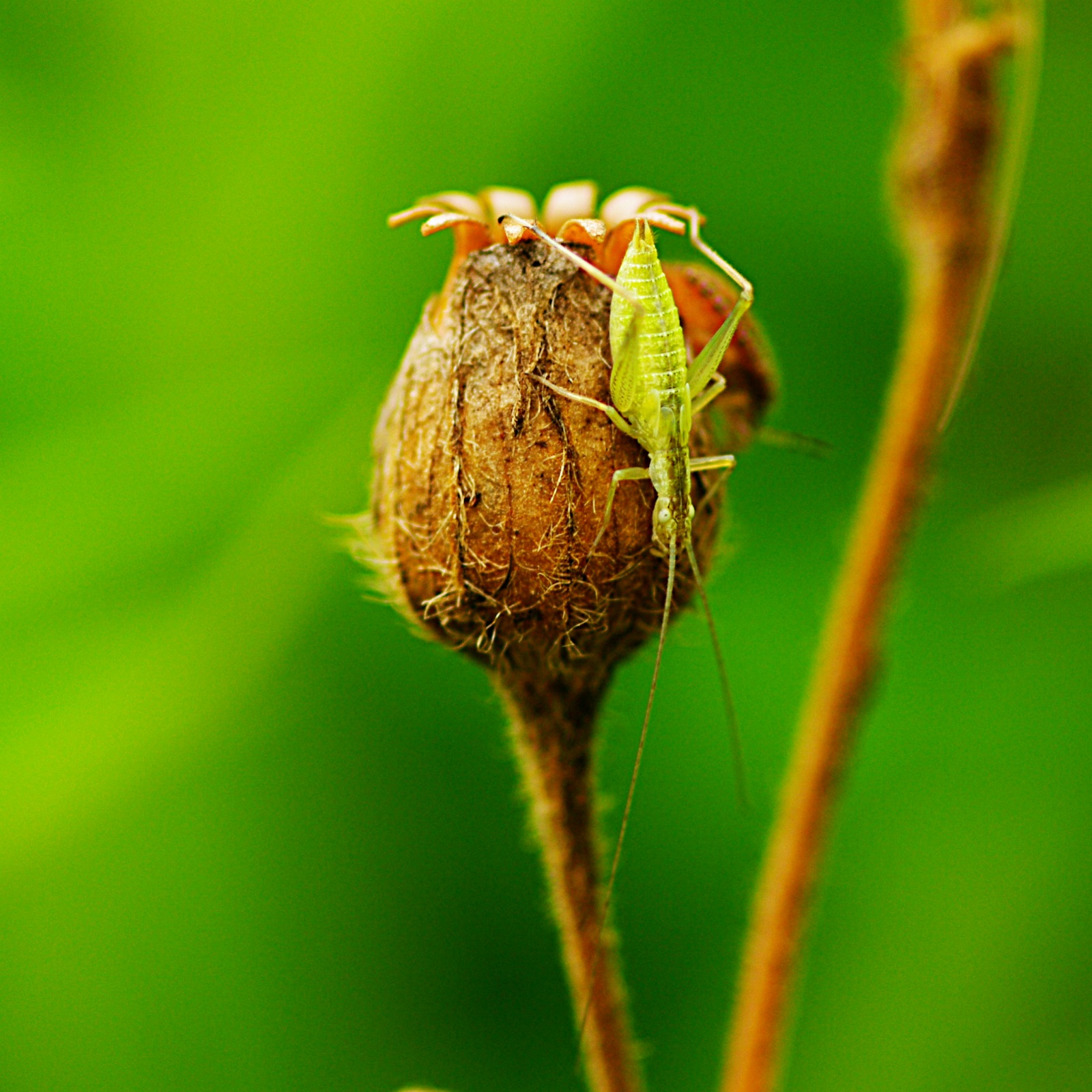 tree cricket tree cricket
