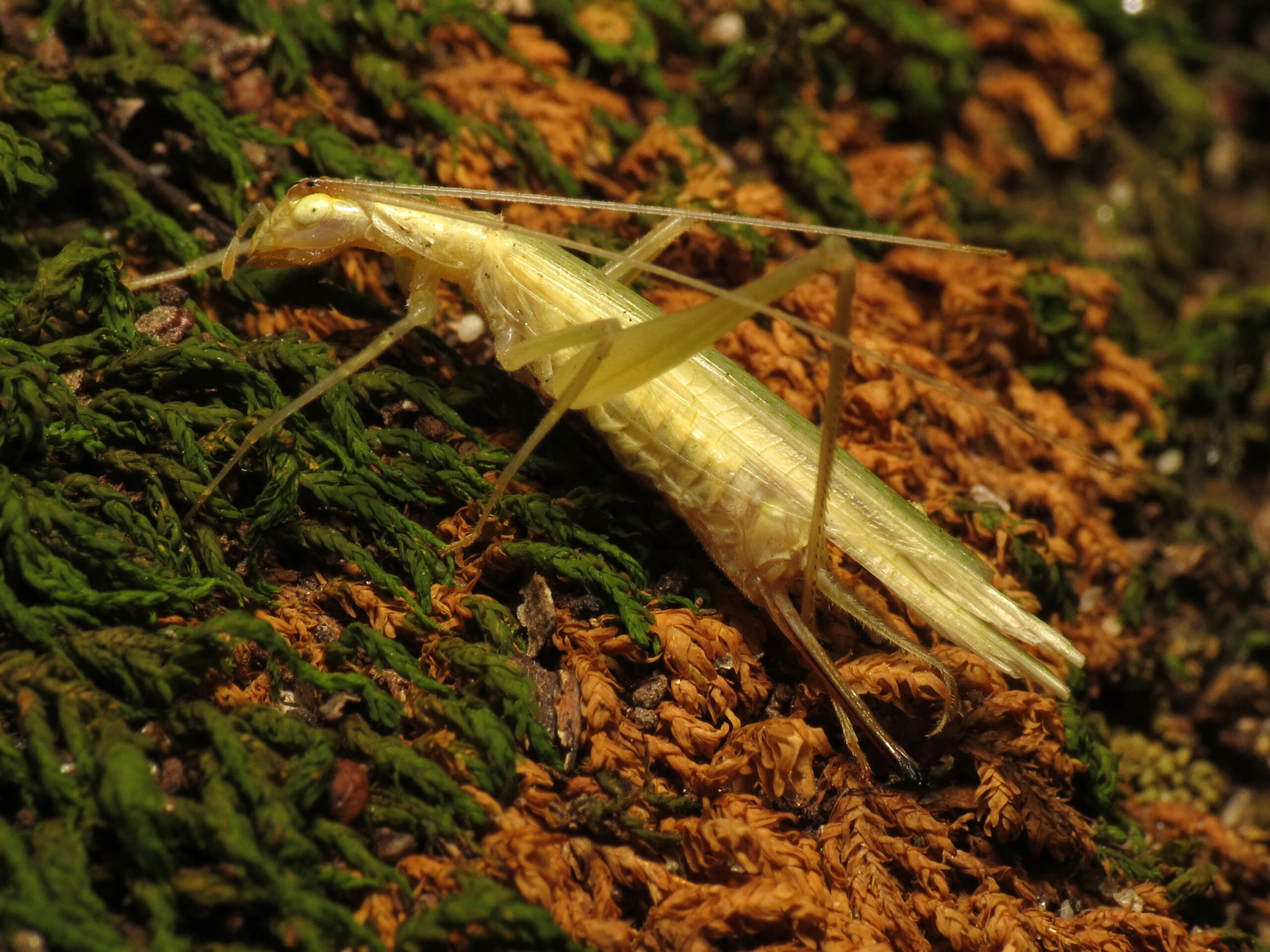 file:davis’ tree cricket flickr treegrow (1).jpg file:davis’ tree cricket flickr treegrow (1).jpg