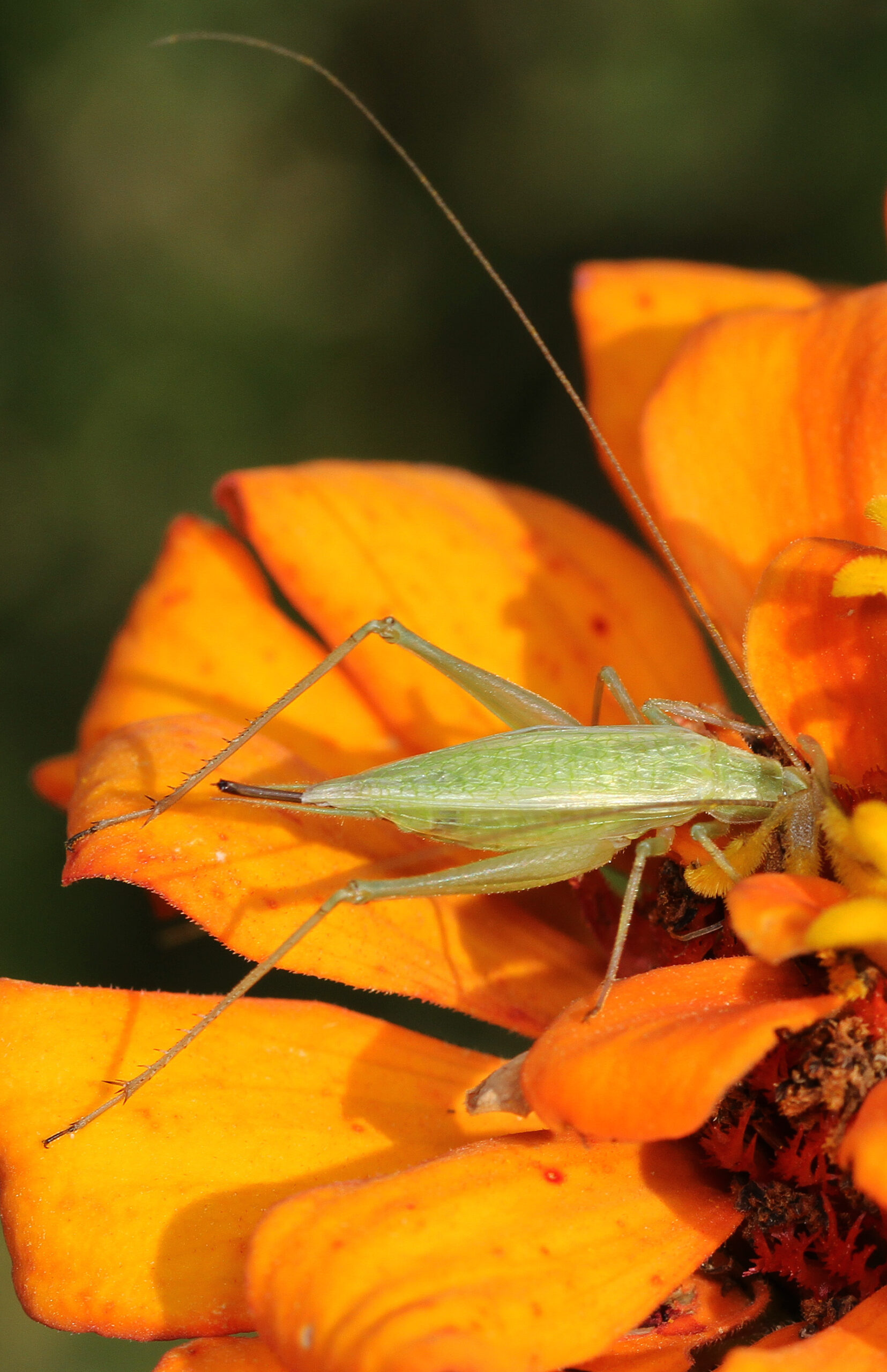 file:four spotted tree cricket oecanthus quadripunctatus, meadowood farm srma, mason neck, virginia.jpg file:four spotted tree cricket oecanthus quadripunctatus, meadowood farm srma, mason neck, virginia.jpg