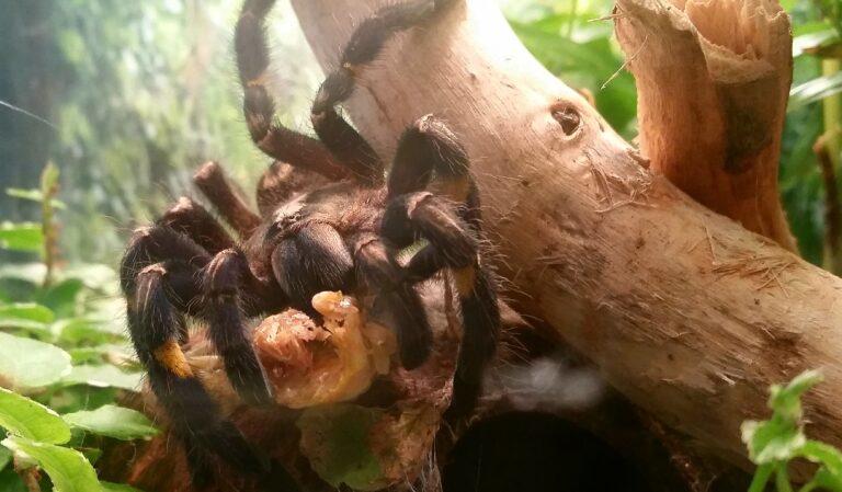 p. metallica Gooty Sapphire Tarantula