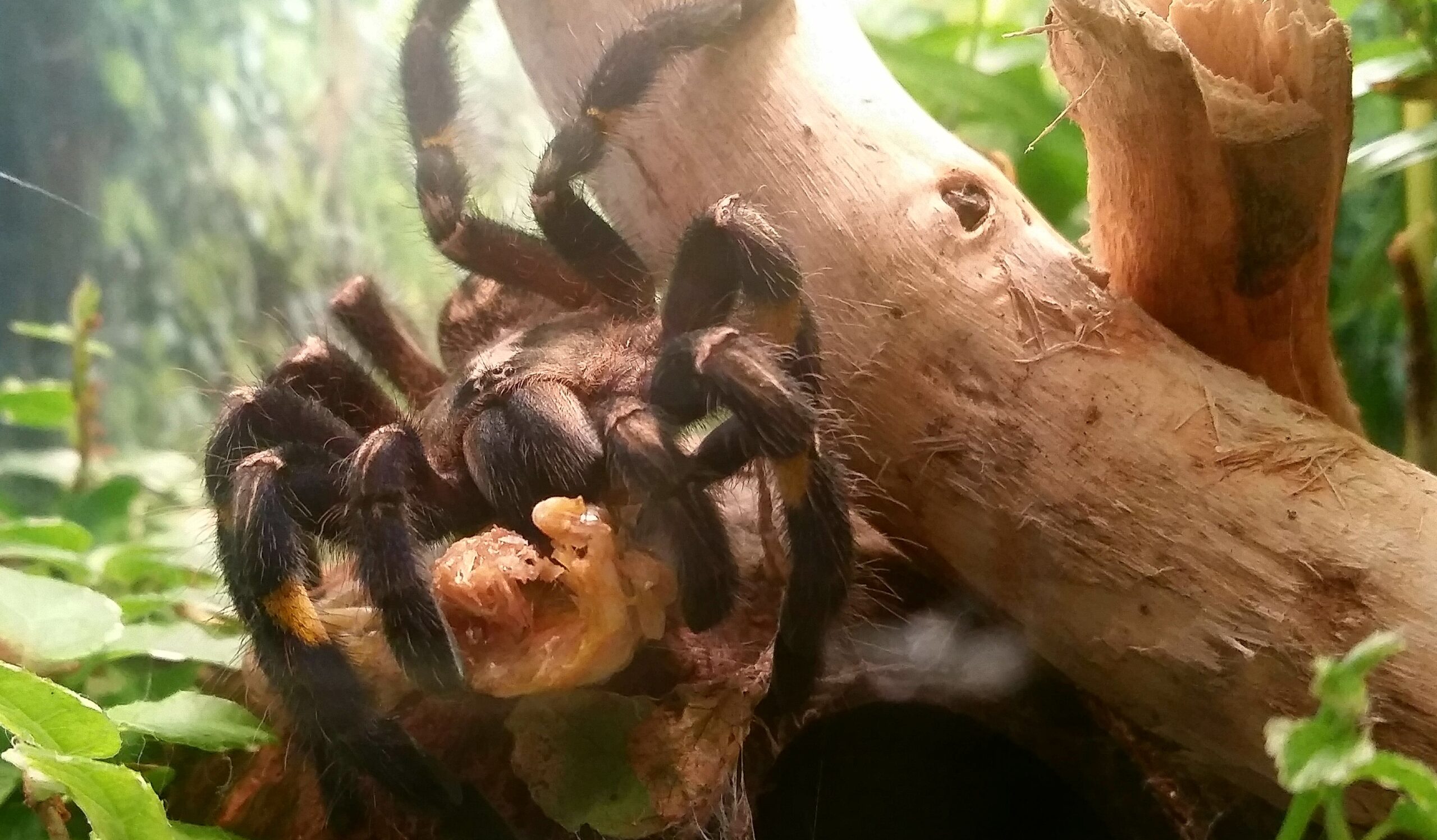 p. metallica  Gooty Sapphire Tarantula
