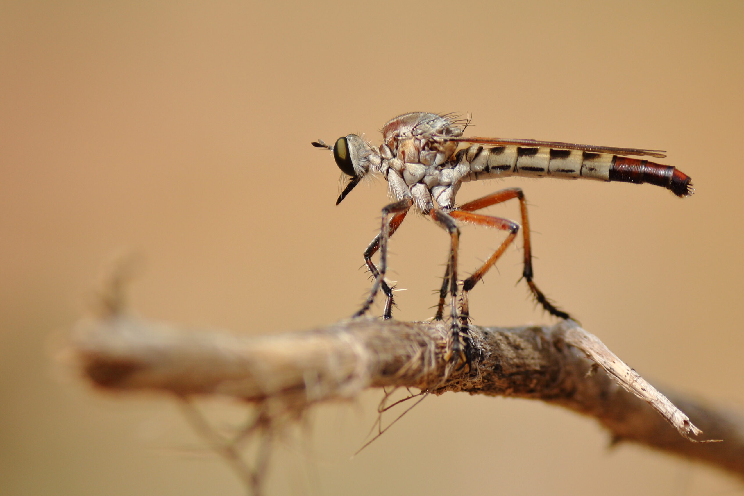 robber fly perched robber fly perched