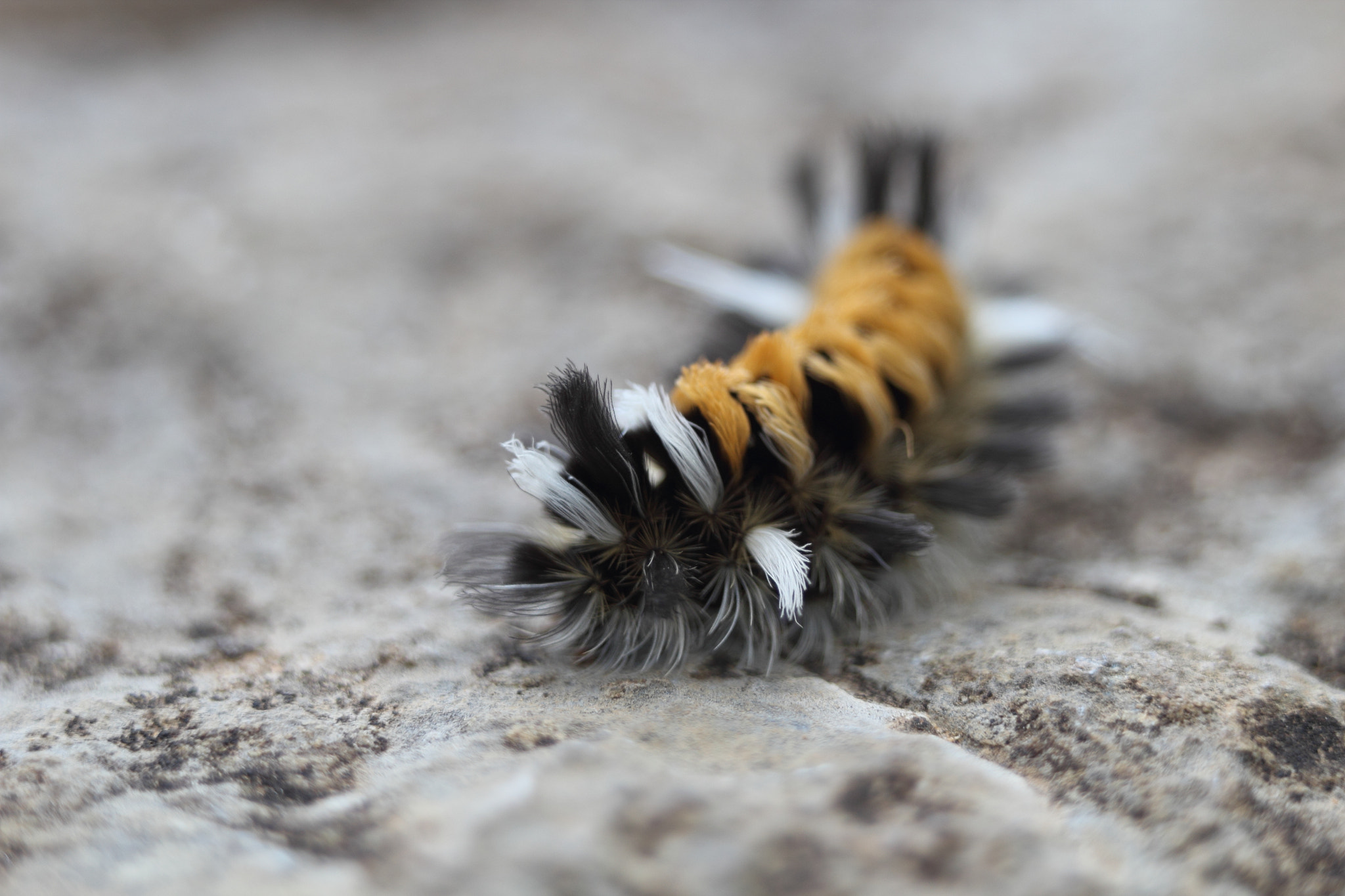 Tussock Moth Caterpillar