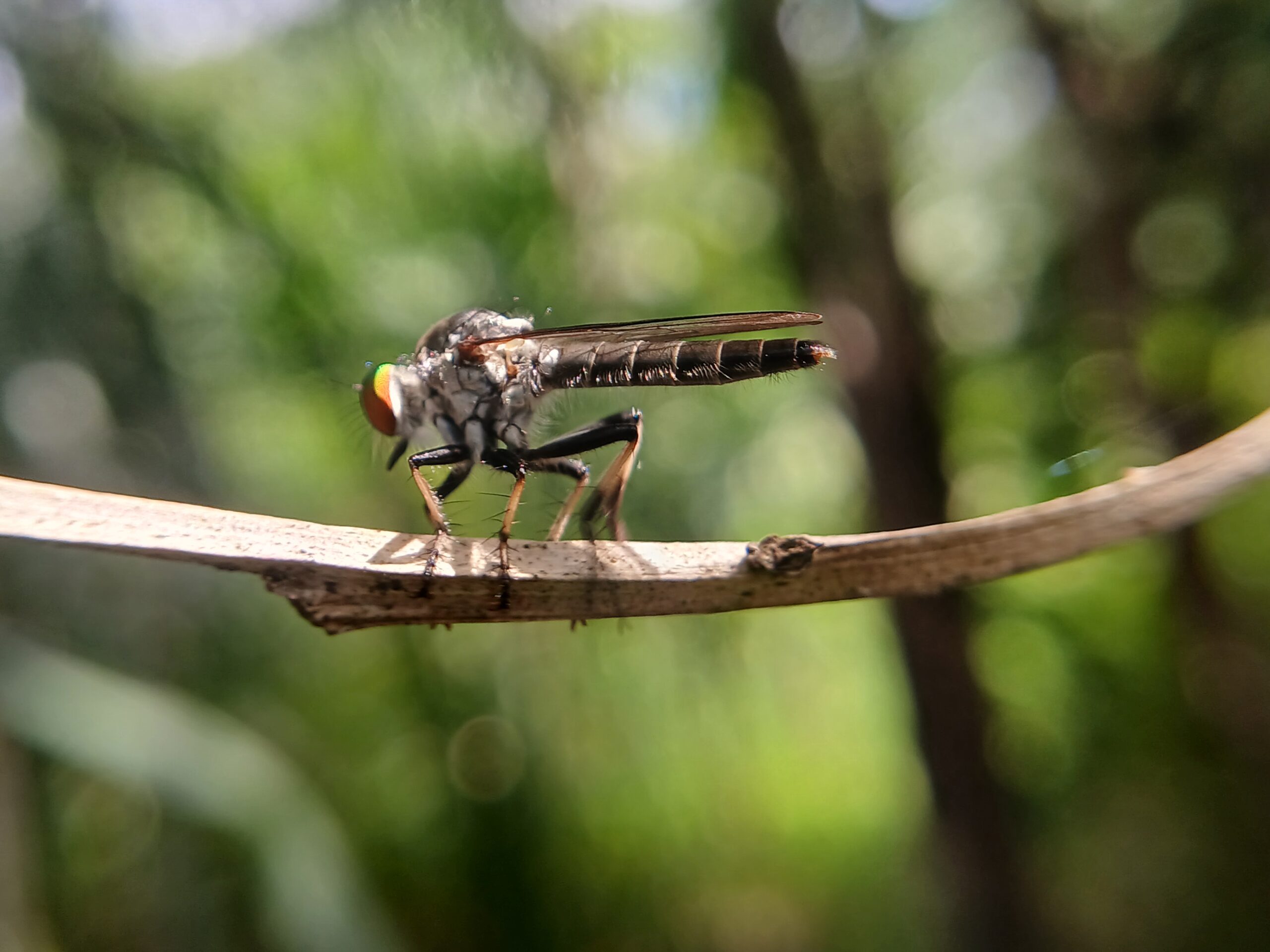robber flies at karakund robber flies at karakund