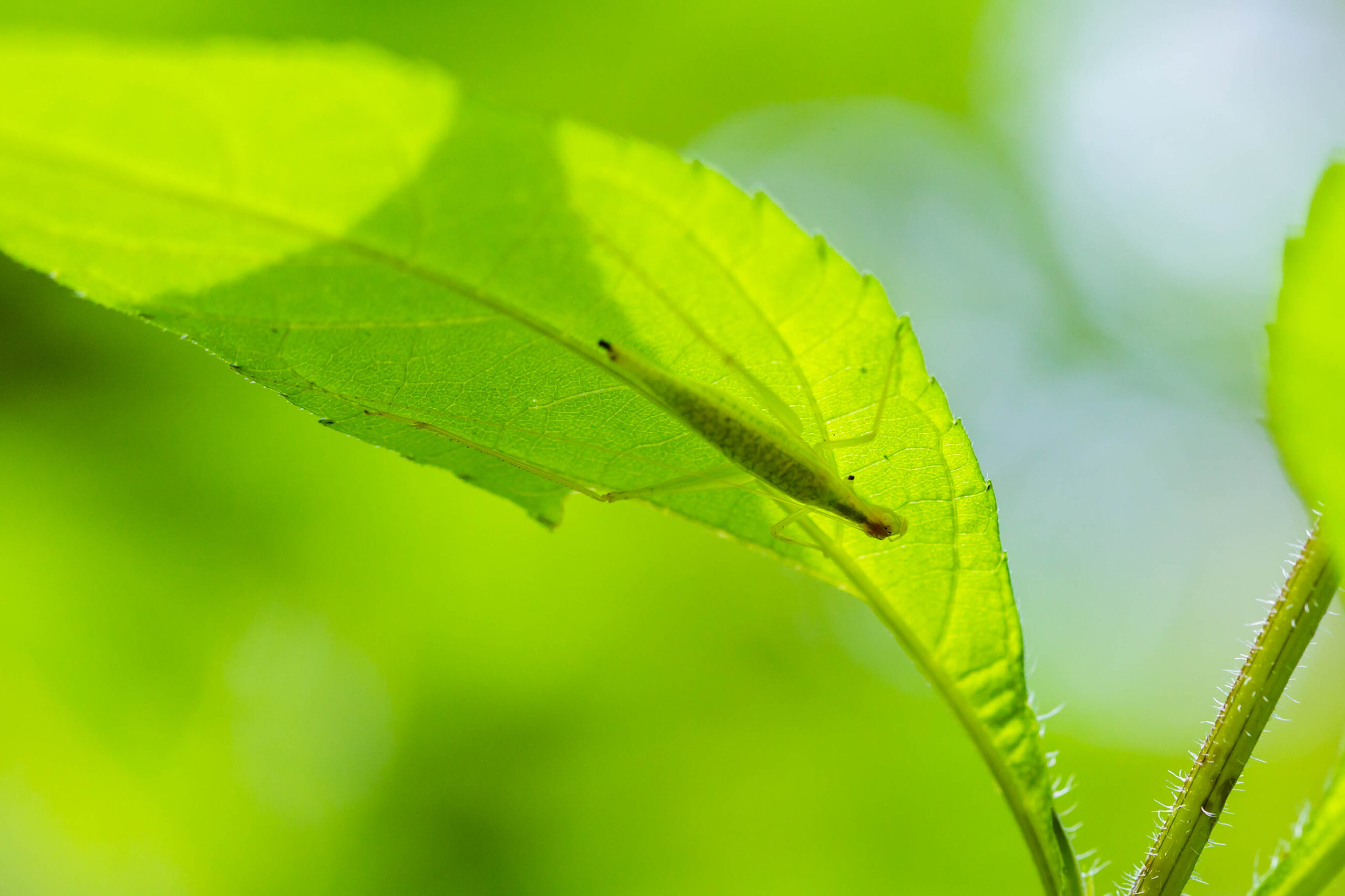 file:narrow winged tree cricket (36906135085).jpg file:narrow winged tree cricket (36906135085).jpg
