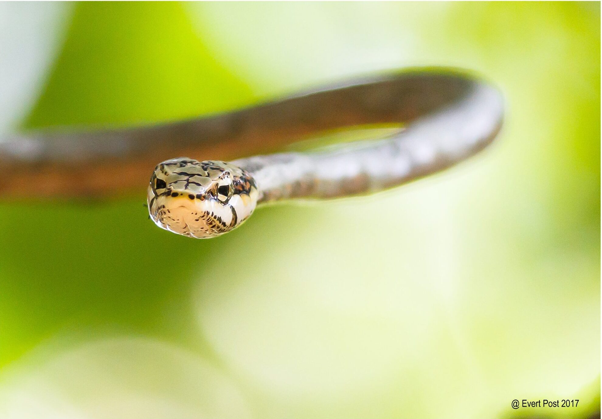 Twig Snake