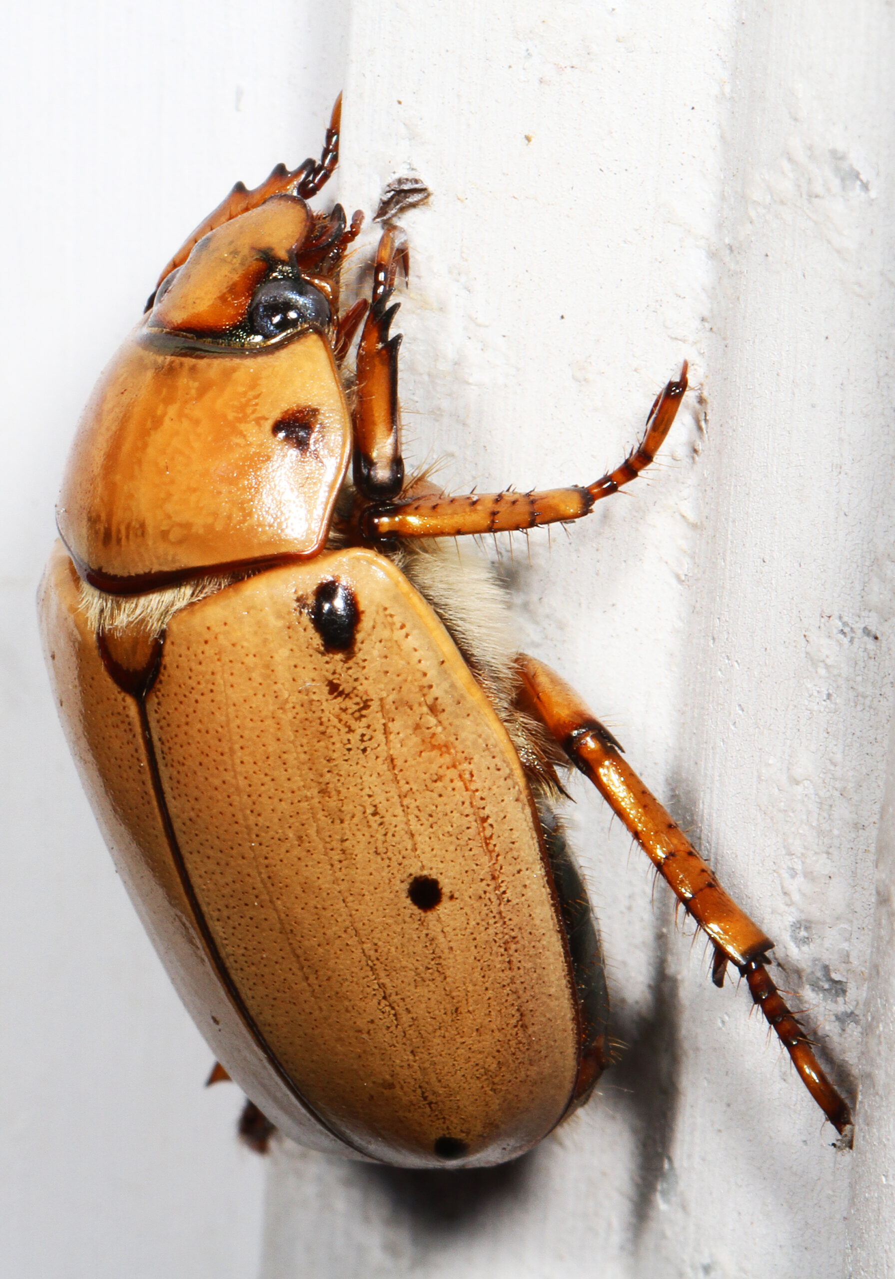 spotted june beetle pelidnota punctata, woodbridge, virginia