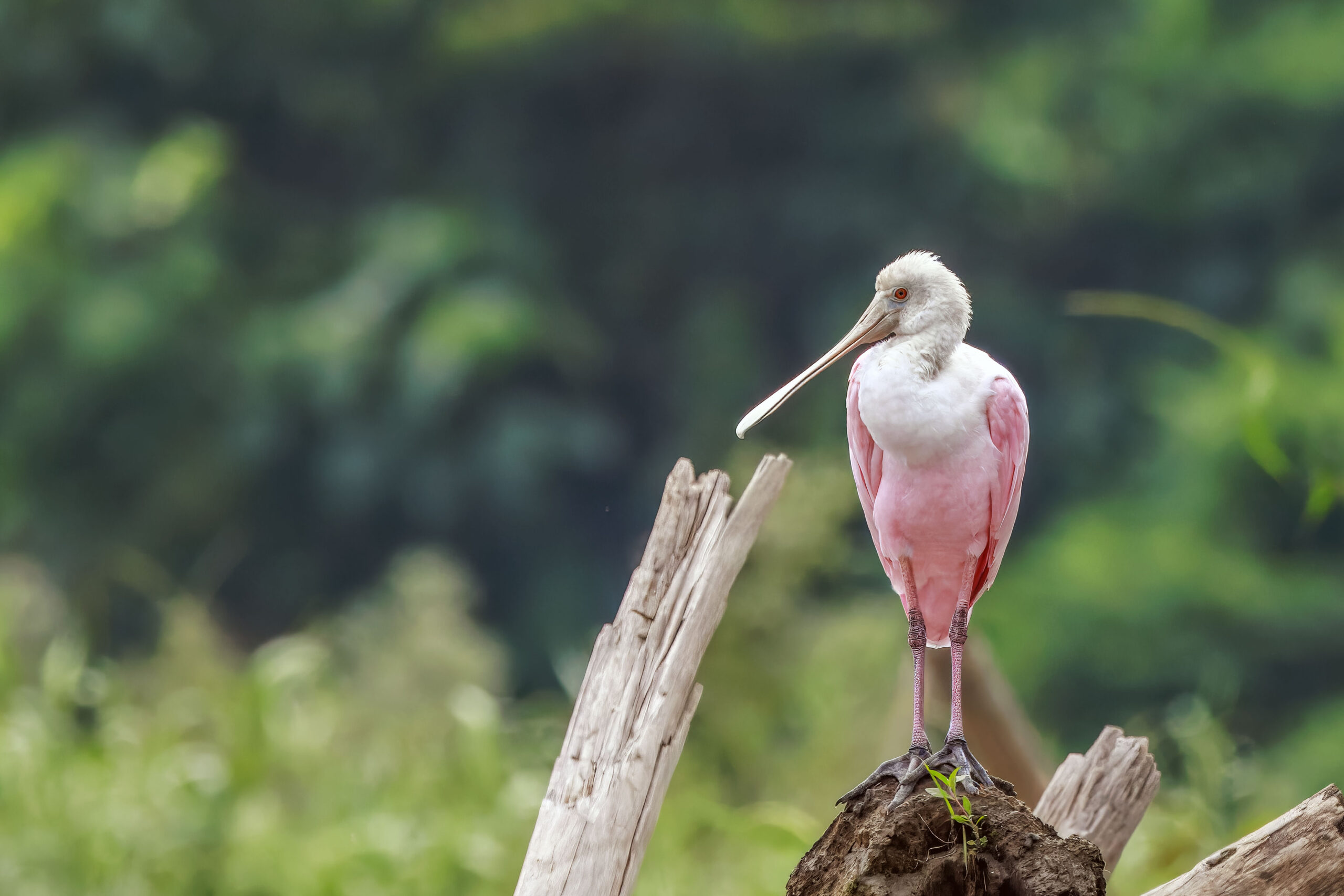 Roseate Spoonbill