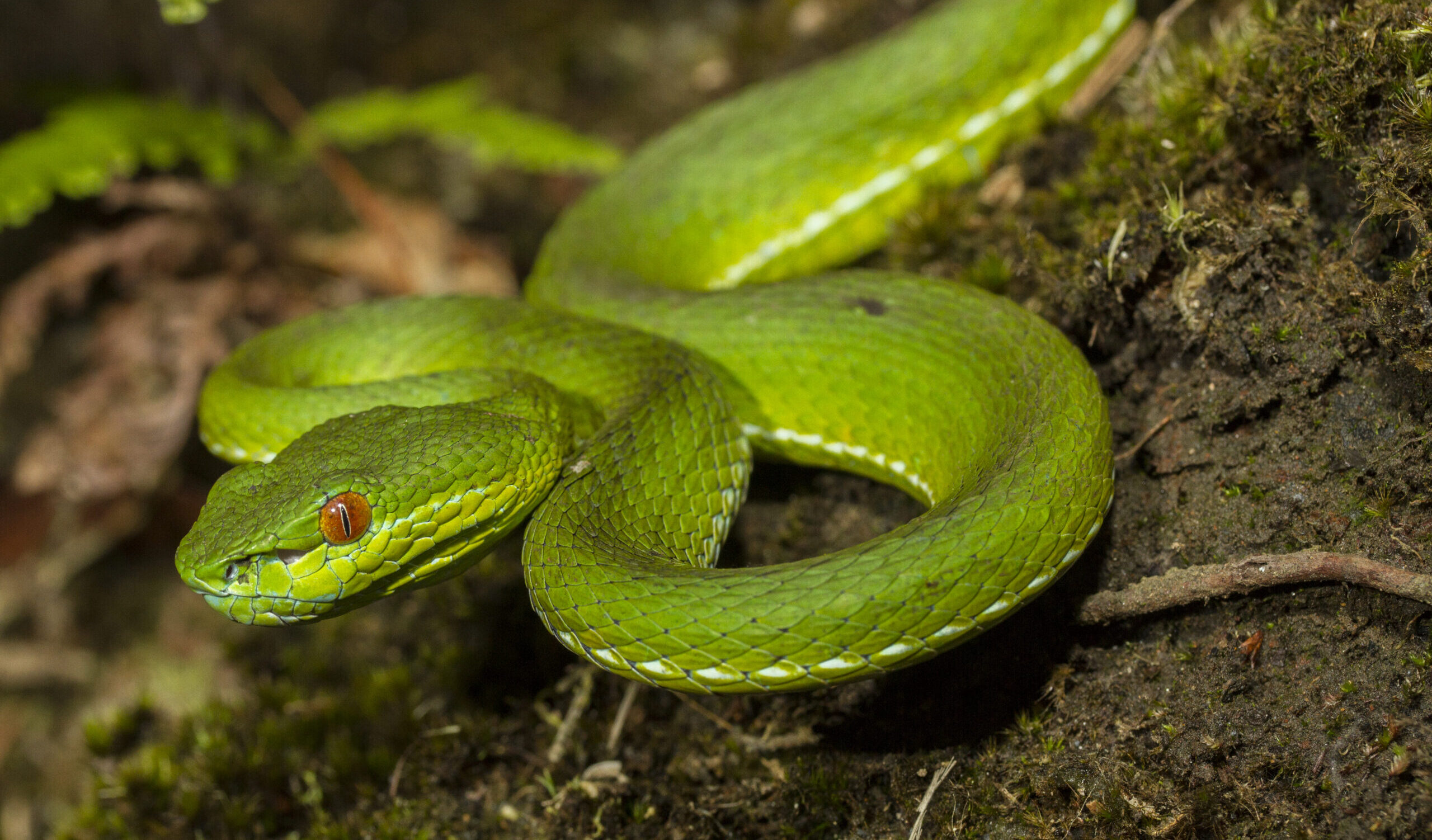 Tree Viper (Bamboo Viper)