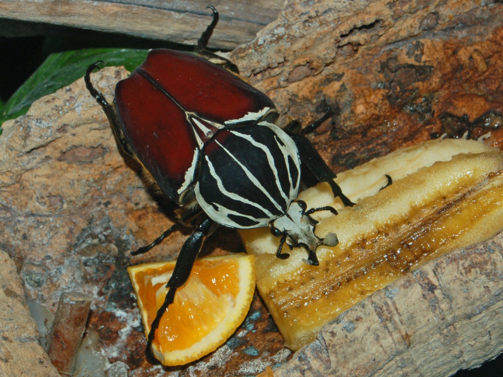 scarabaeidae goliathus goliatus 2 scarabaeidae goliathus goliatus 2
