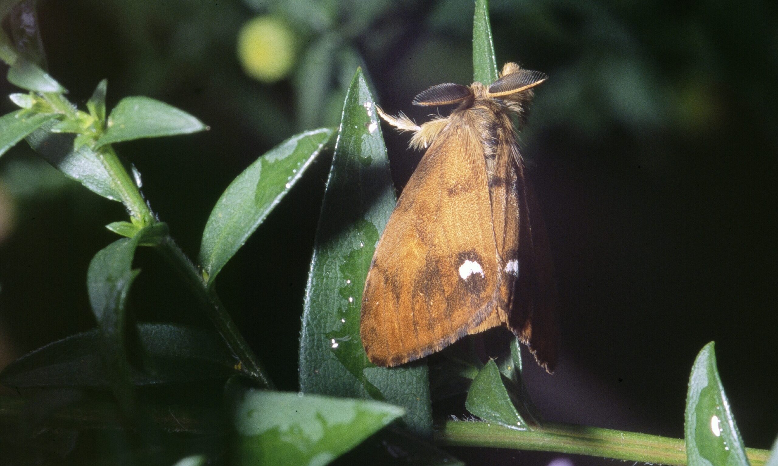 Tussock Moth