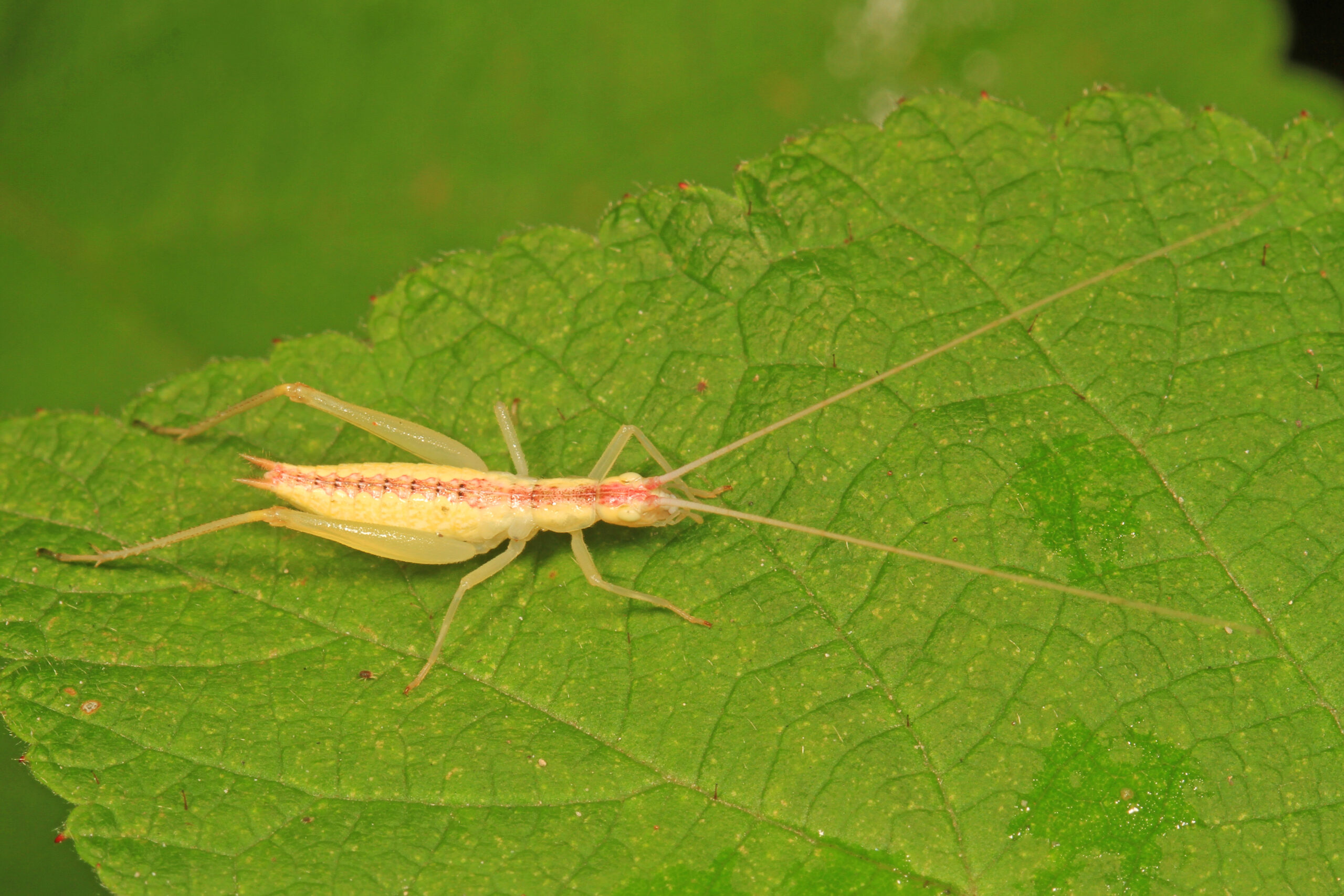 file:broad winged tree cricket oecanthus latipennis, meadowood farm srma, mason neck, virginia.jpg file:broad winged tree cricket oecanthus latipennis, meadowood farm srma, mason neck, virginia.jpg