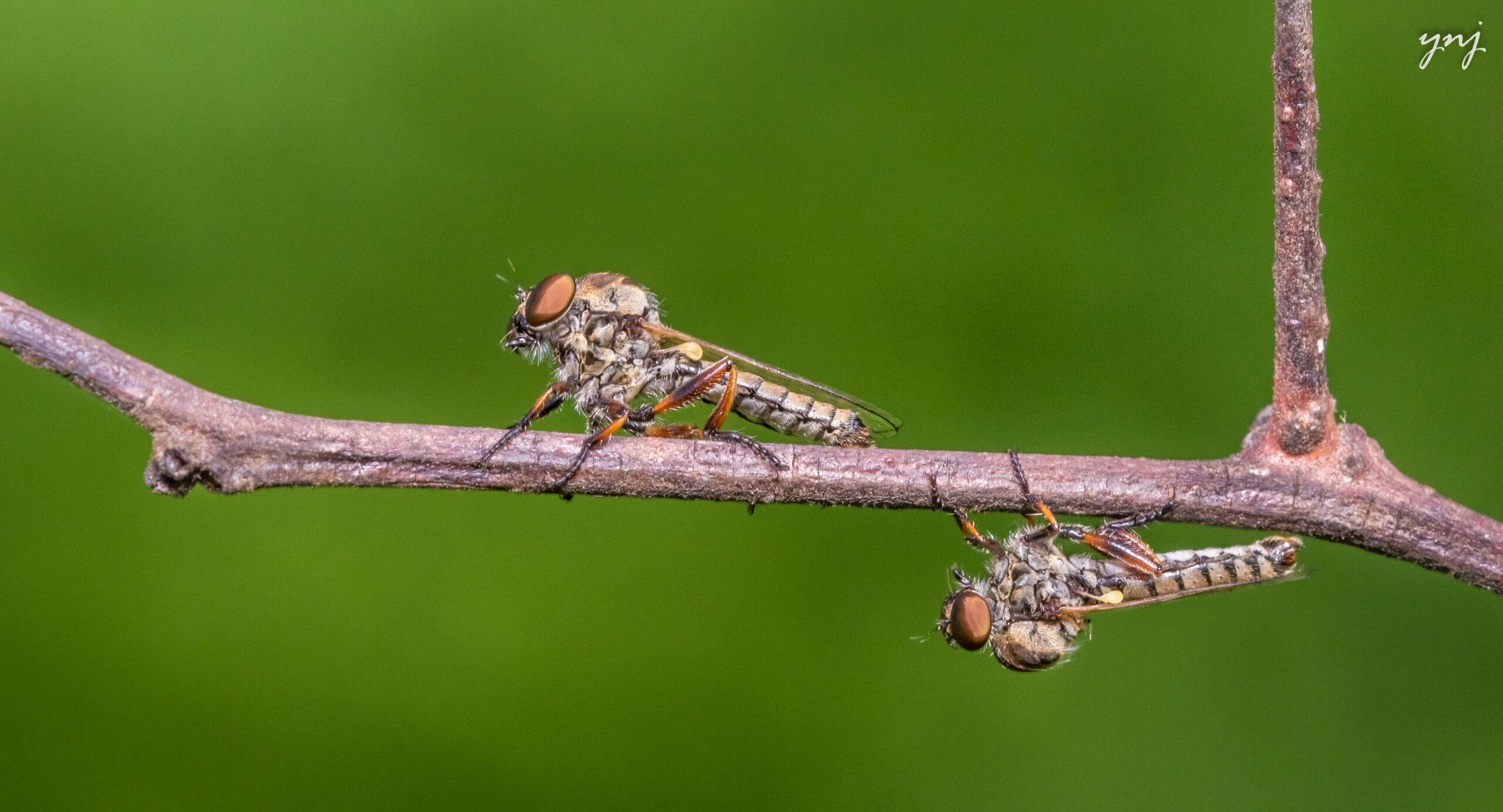 robber flies play hide and seek robber flies play hide and seek