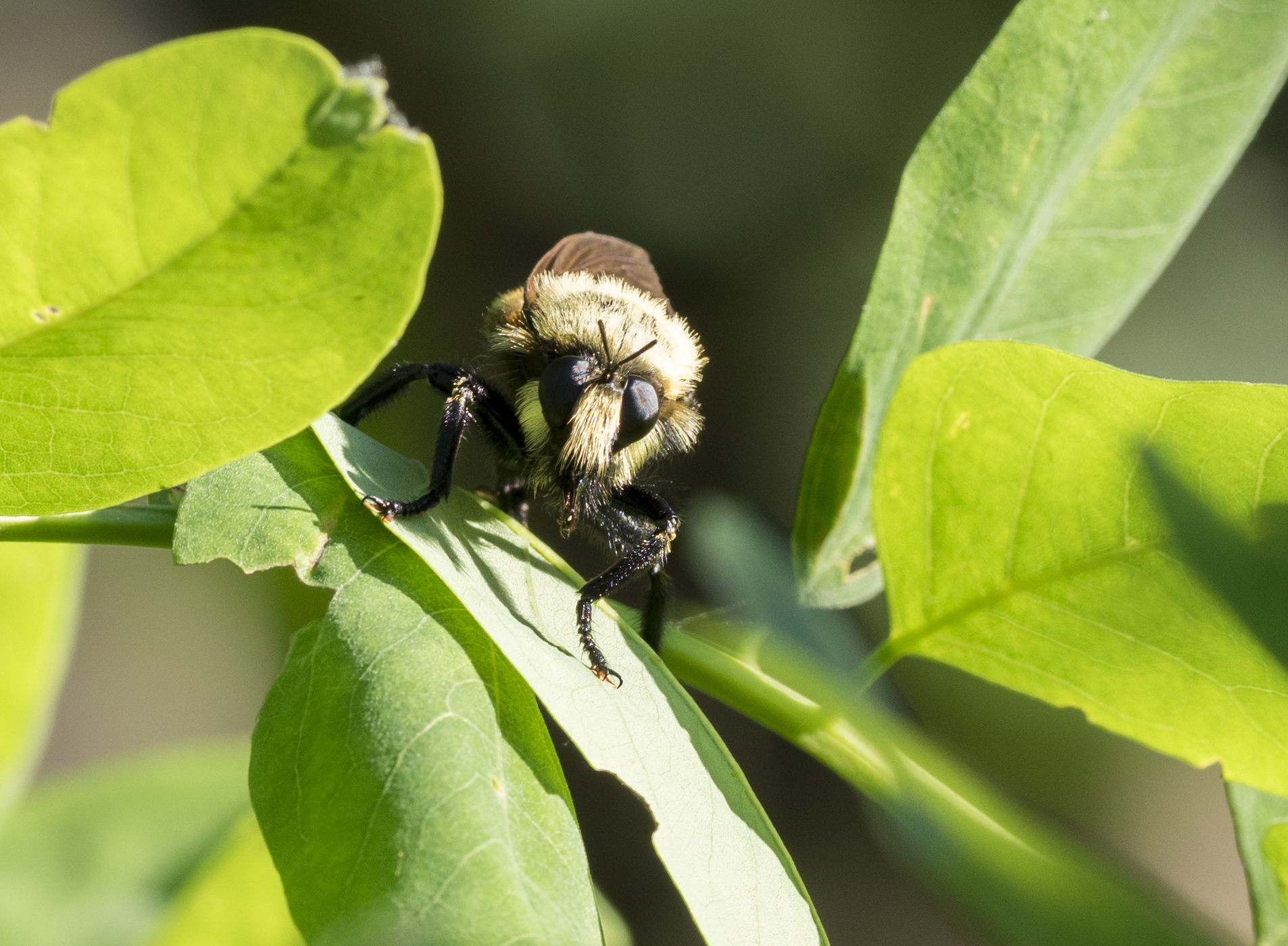 robber flies are adorable (34750328833) robber flies are adorable (34750328833)