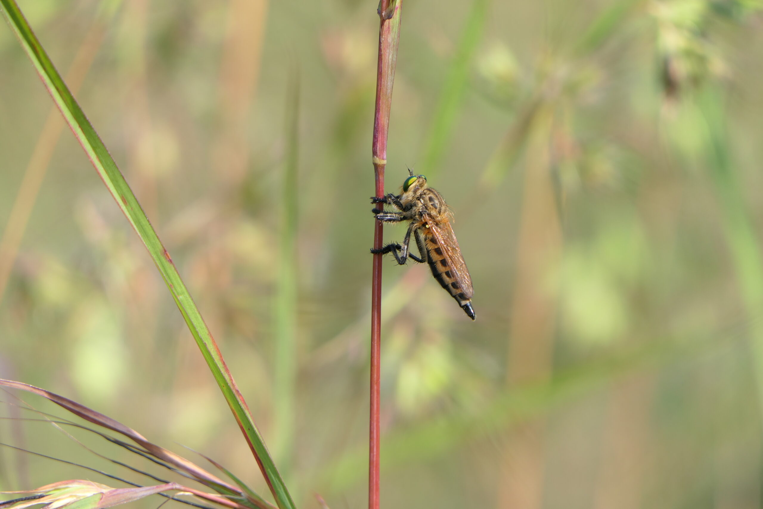 promachus sp. (52455635607) promachus sp. (52455635607)