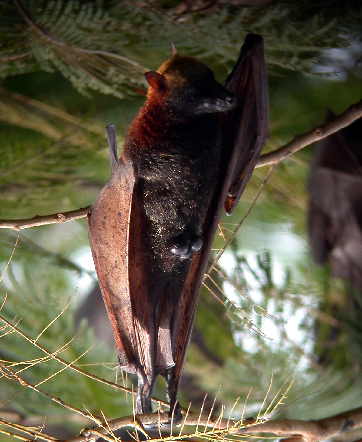 golden crowned flying fox acerodon jubatus (15901777584) (cropped) golden crowned flying fox acerodon jubatus (15901777584) (cropped)