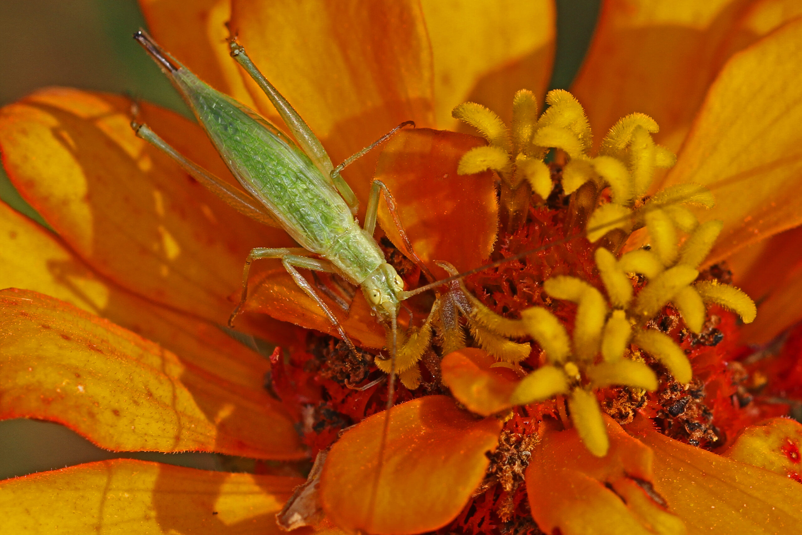 file:four spotted tree cricket oecanthus quadripunctatus, meadowwood farm srma, mason neck, virginia.jpg file:four spotted tree cricket oecanthus quadripunctatus, meadowwood farm srma, mason neck, virginia.jpg