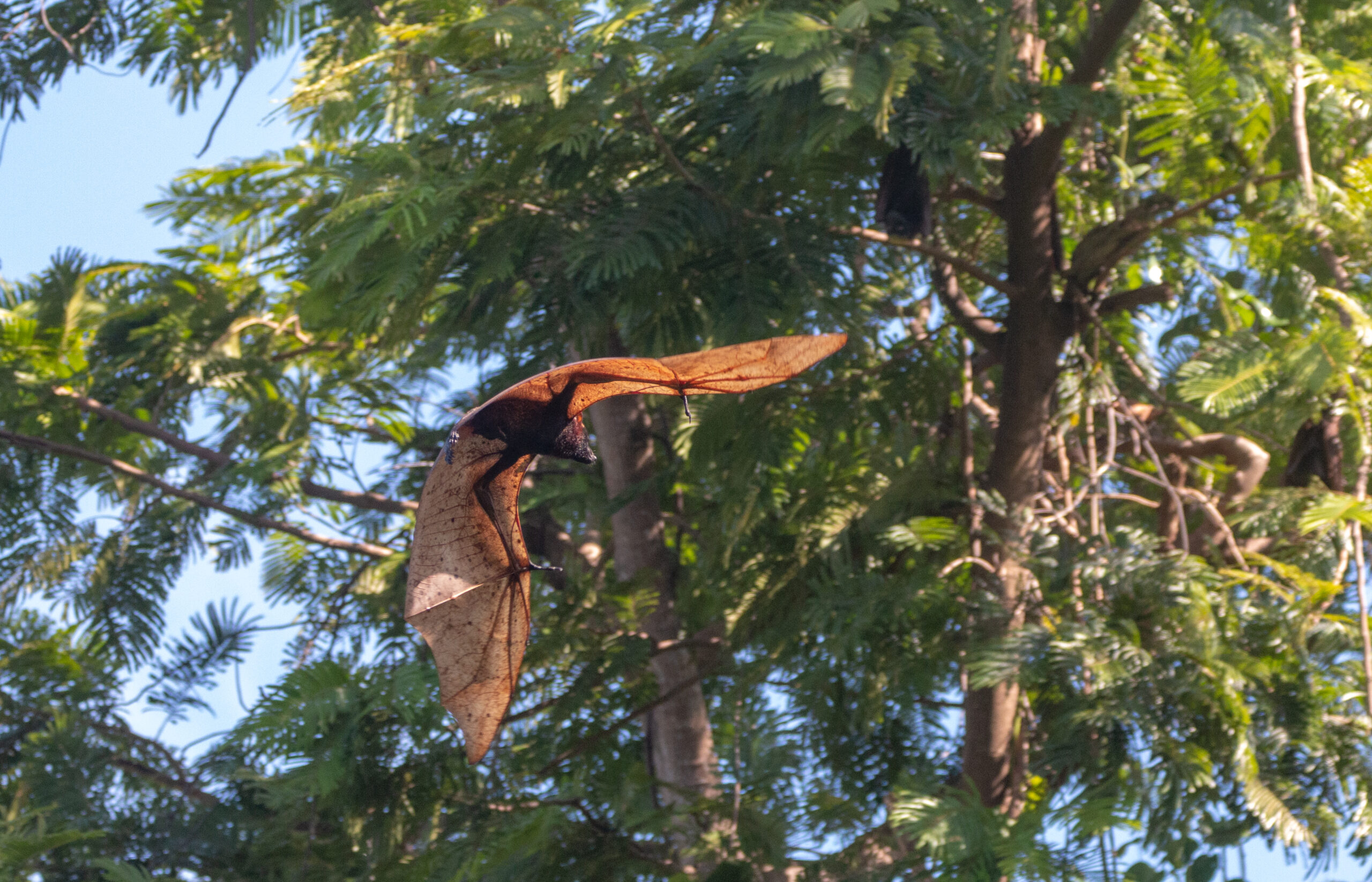 a giant golden crowned flying fox flying low around its roost in the philippines a giant golden crowned flying fox flying low around its roost in the philippines