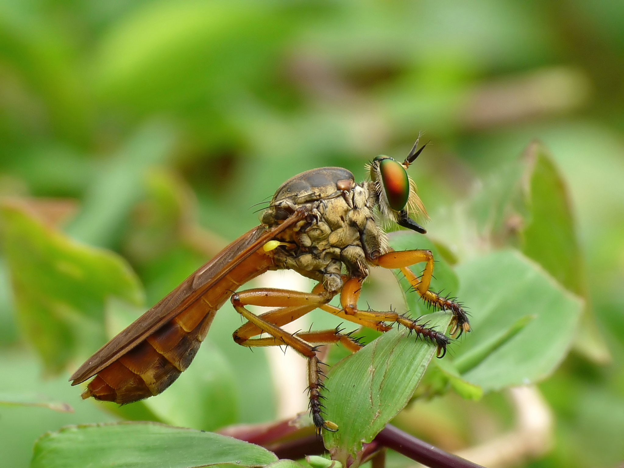 file:asilidae 2 by kadavoor.jpg file:asilidae 2 by kadavoor.jpg