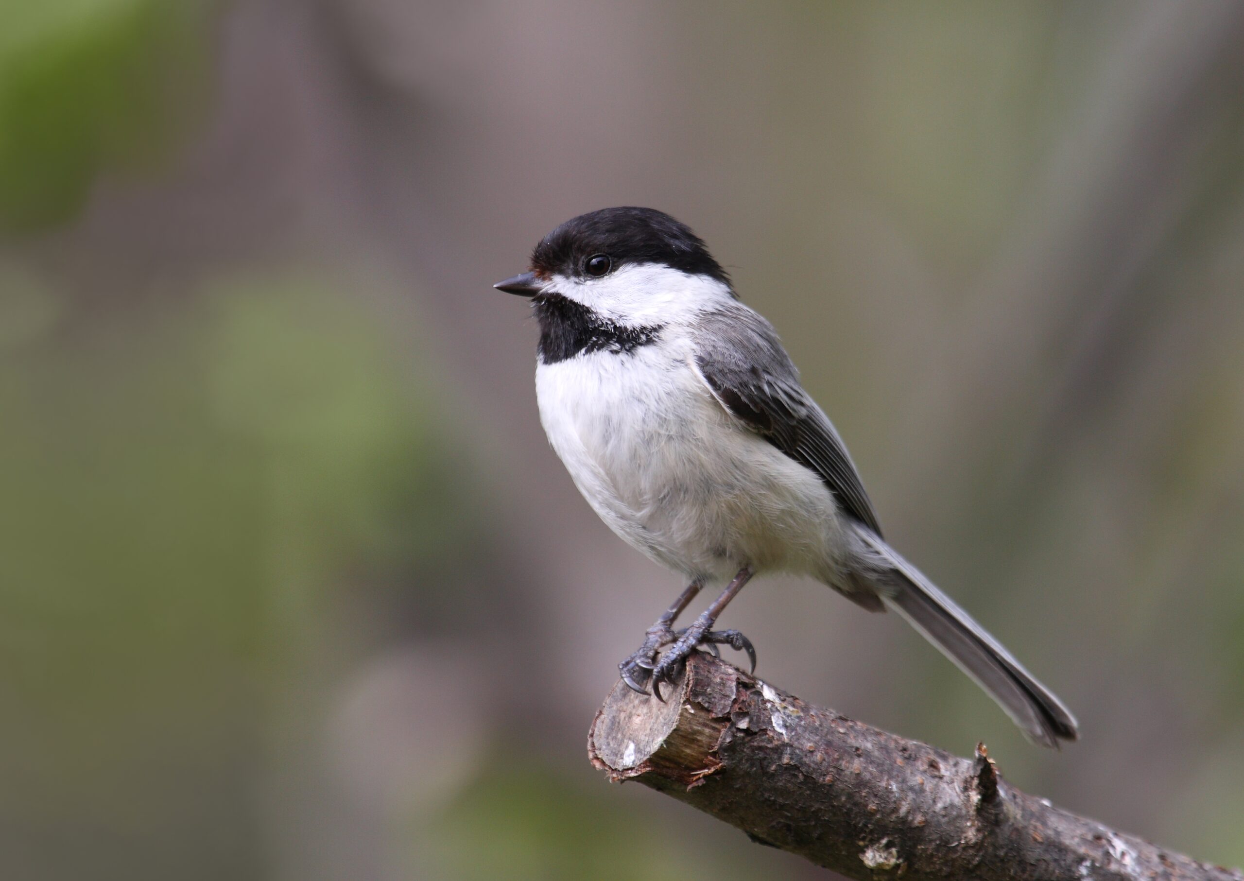 Black-Capped Chickadee