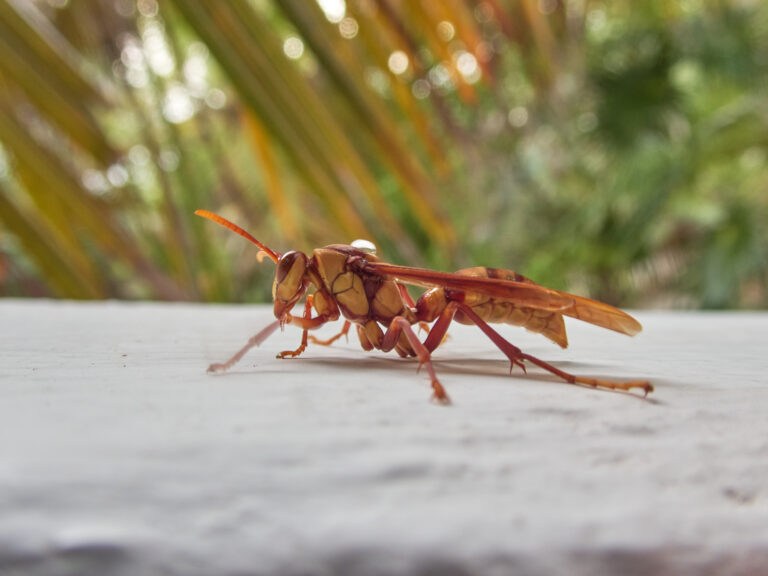polistes carnifex henkerwespe 131400644 polistes carnifex henkerwespe 131400644
