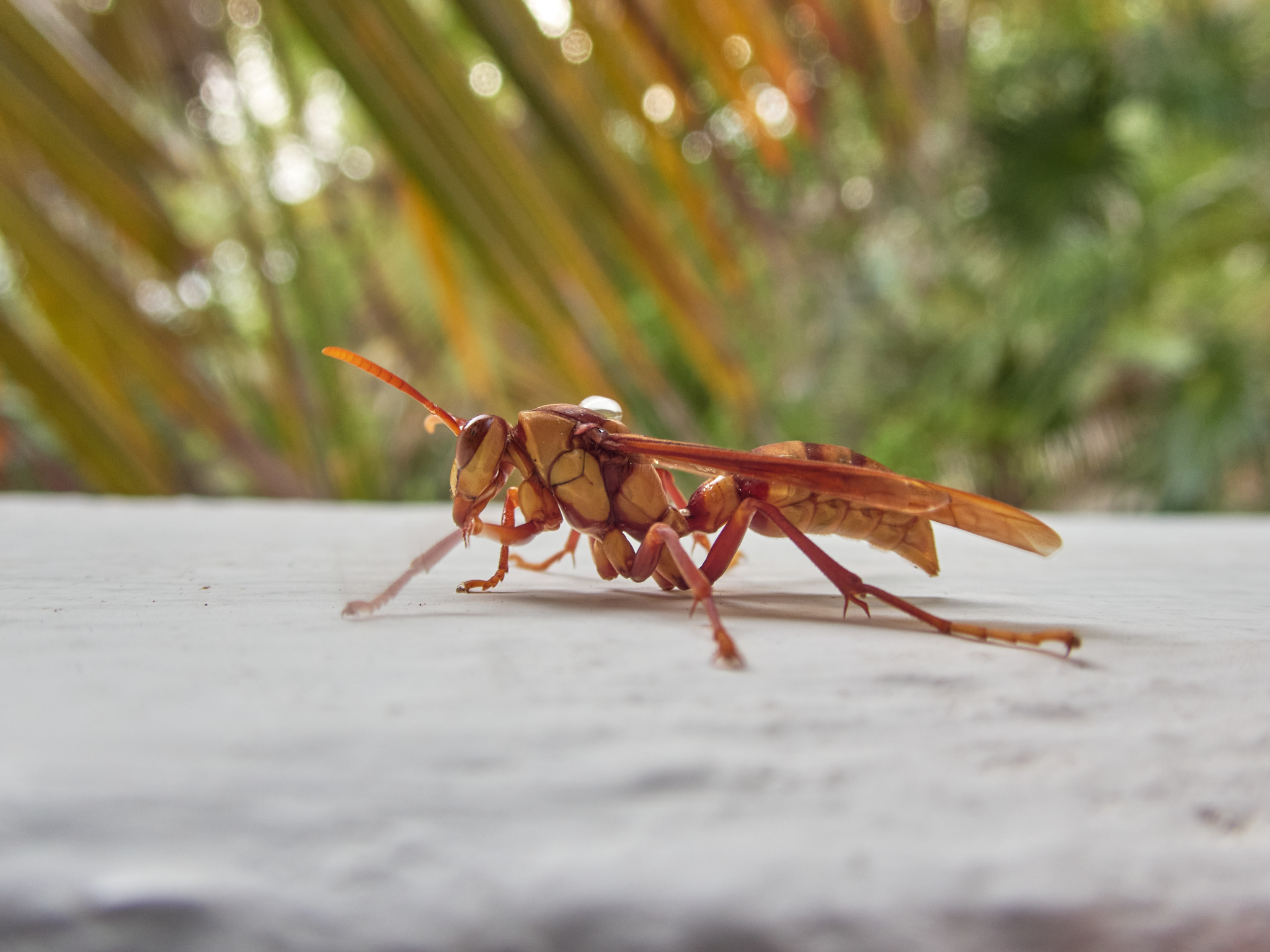 polistes carnifex henkerwespe 131400644 polistes carnifex henkerwespe 131400644