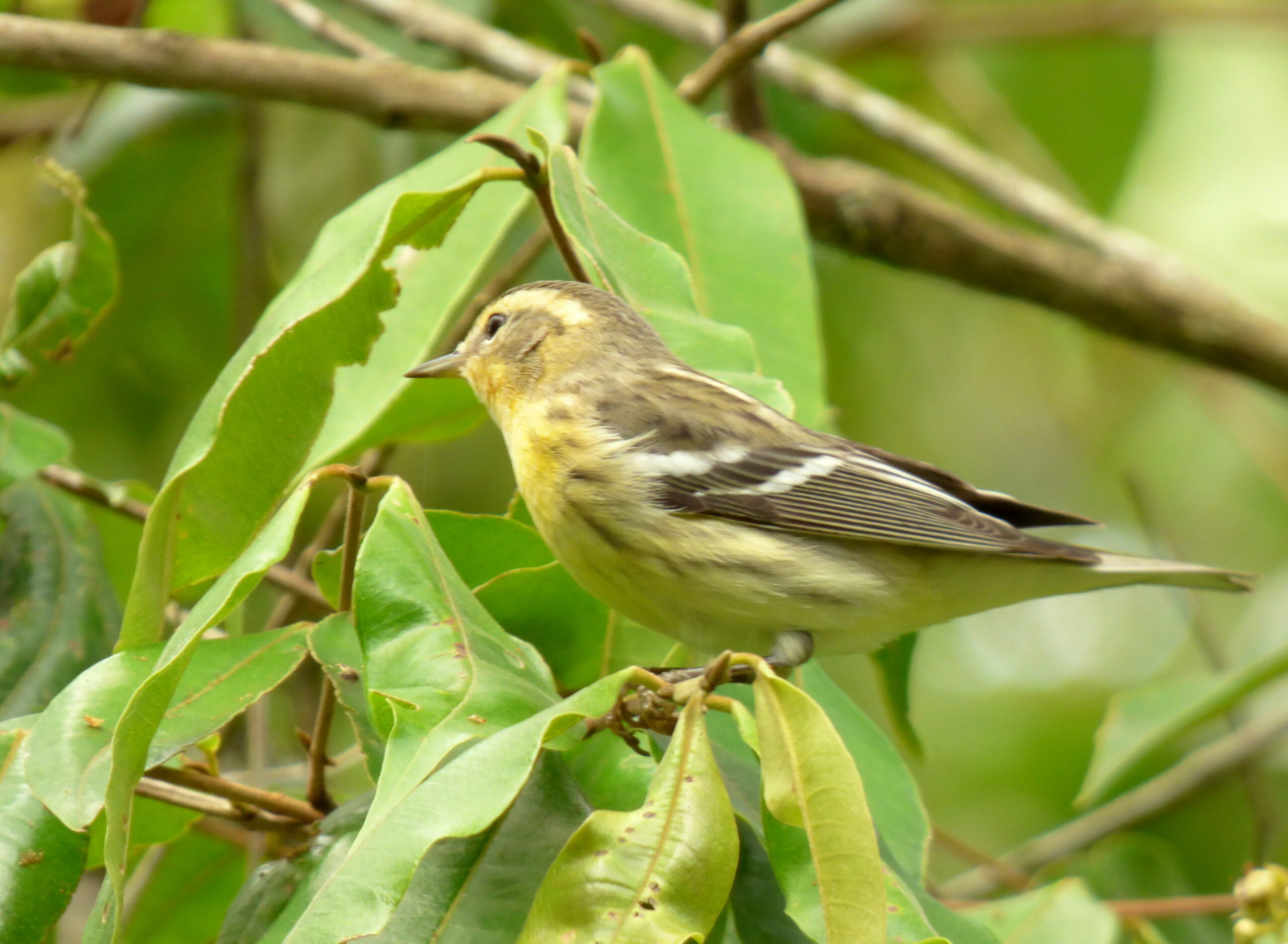 setophaga fusca (reinita americana) flickr alejandro bayer setophaga fusca (reinita americana) flickr alejandro bayer
