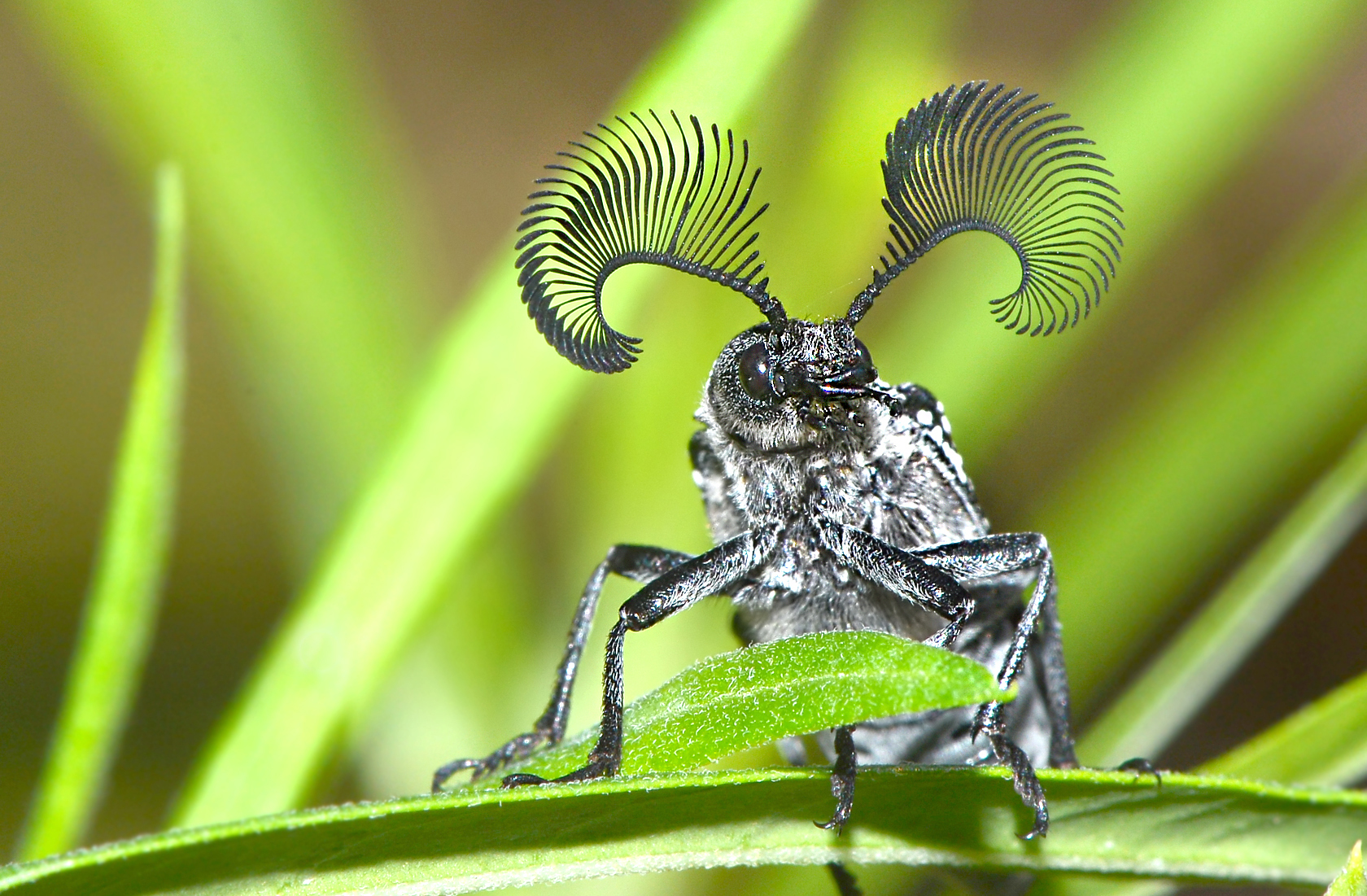 rhipicera carinata feather horned beetle 1