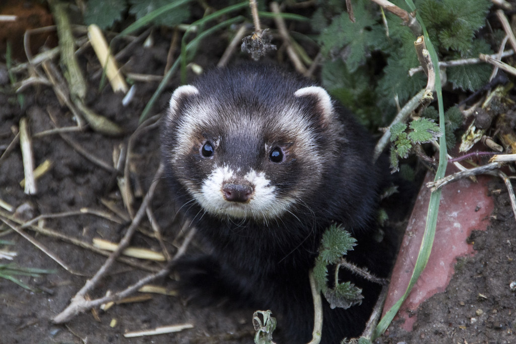 european polecat (mustela putorius)