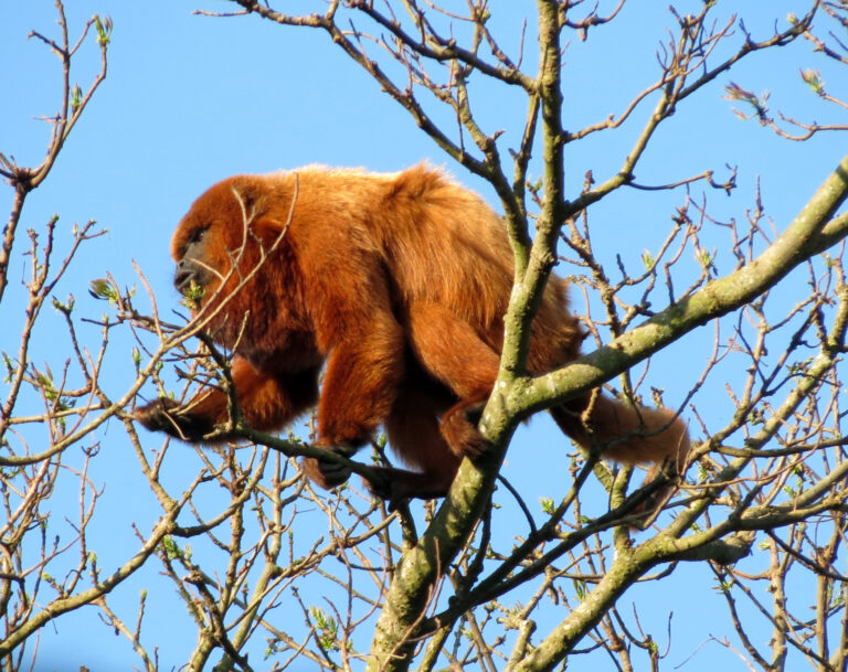 file:southern brown howler monkey male sp zoo 2.jpg Howler Monkey