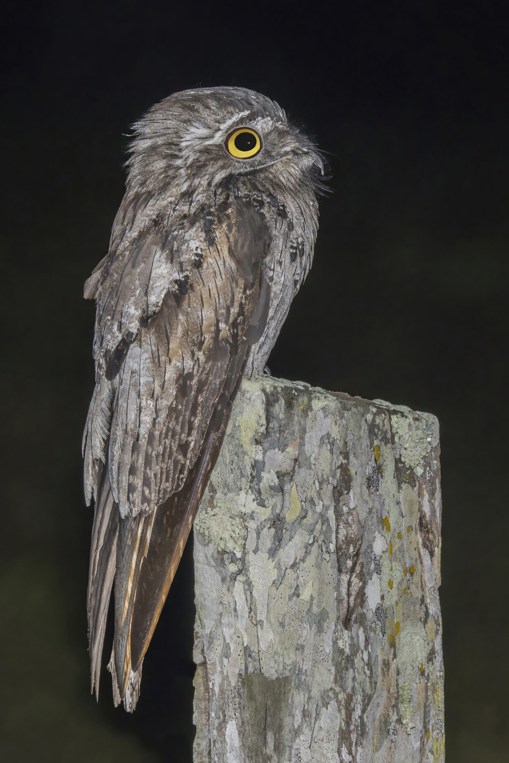northern potoo (nyctibius jamaicensis mexicanus) orange walk northern potoo (nyctibius jamaicensis mexicanus) orange walk