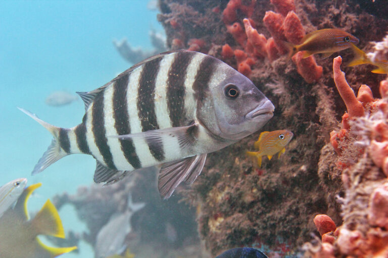 2551wa sheepshead (archosargus probatocephalus) Sheepshead Fish