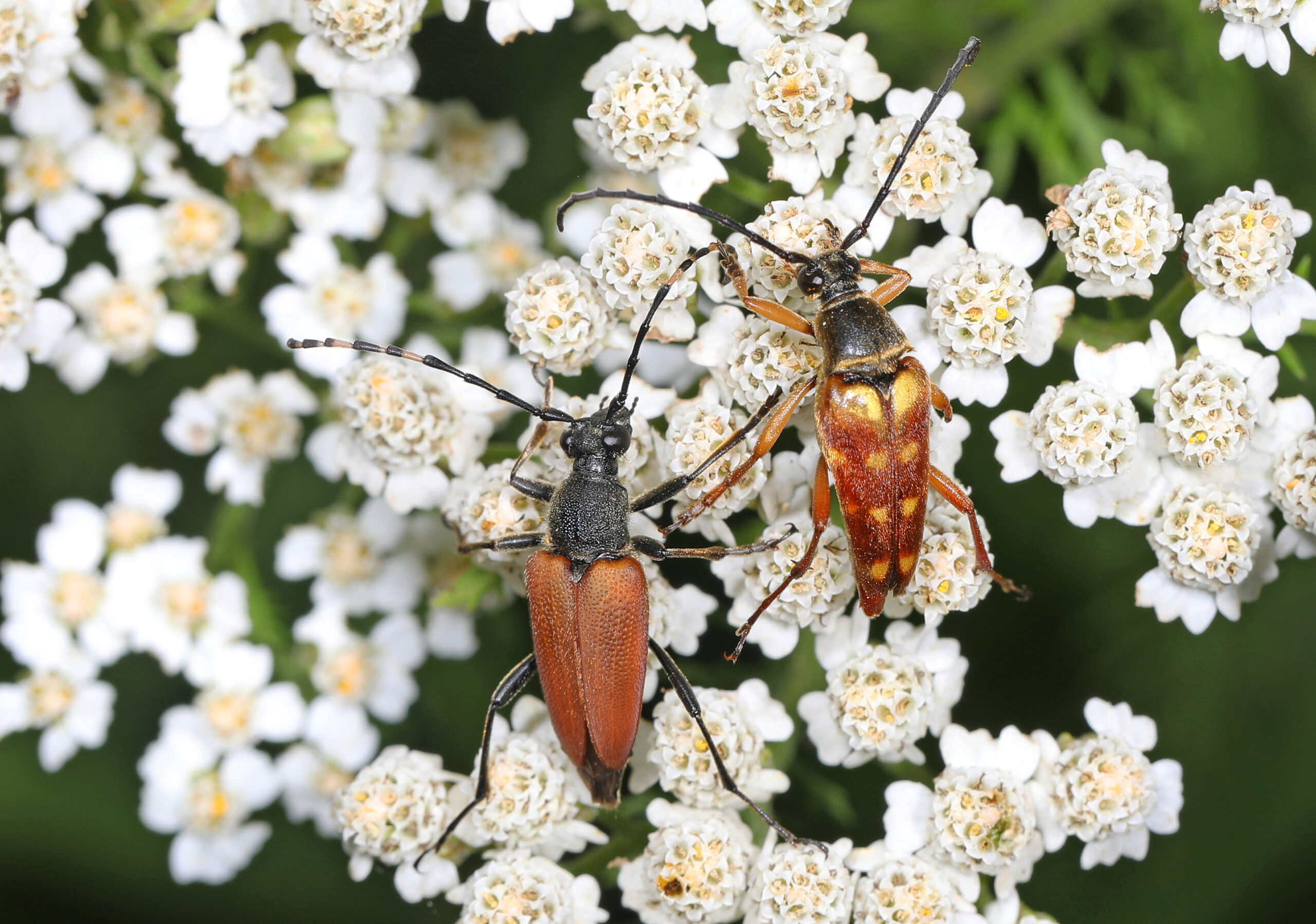 long horned beetle brachyleptura rubrica and banded longhorn typocerus velutinus, green ridge state forest, flintstone, maryland, july 7, 2023 (53211481472)
