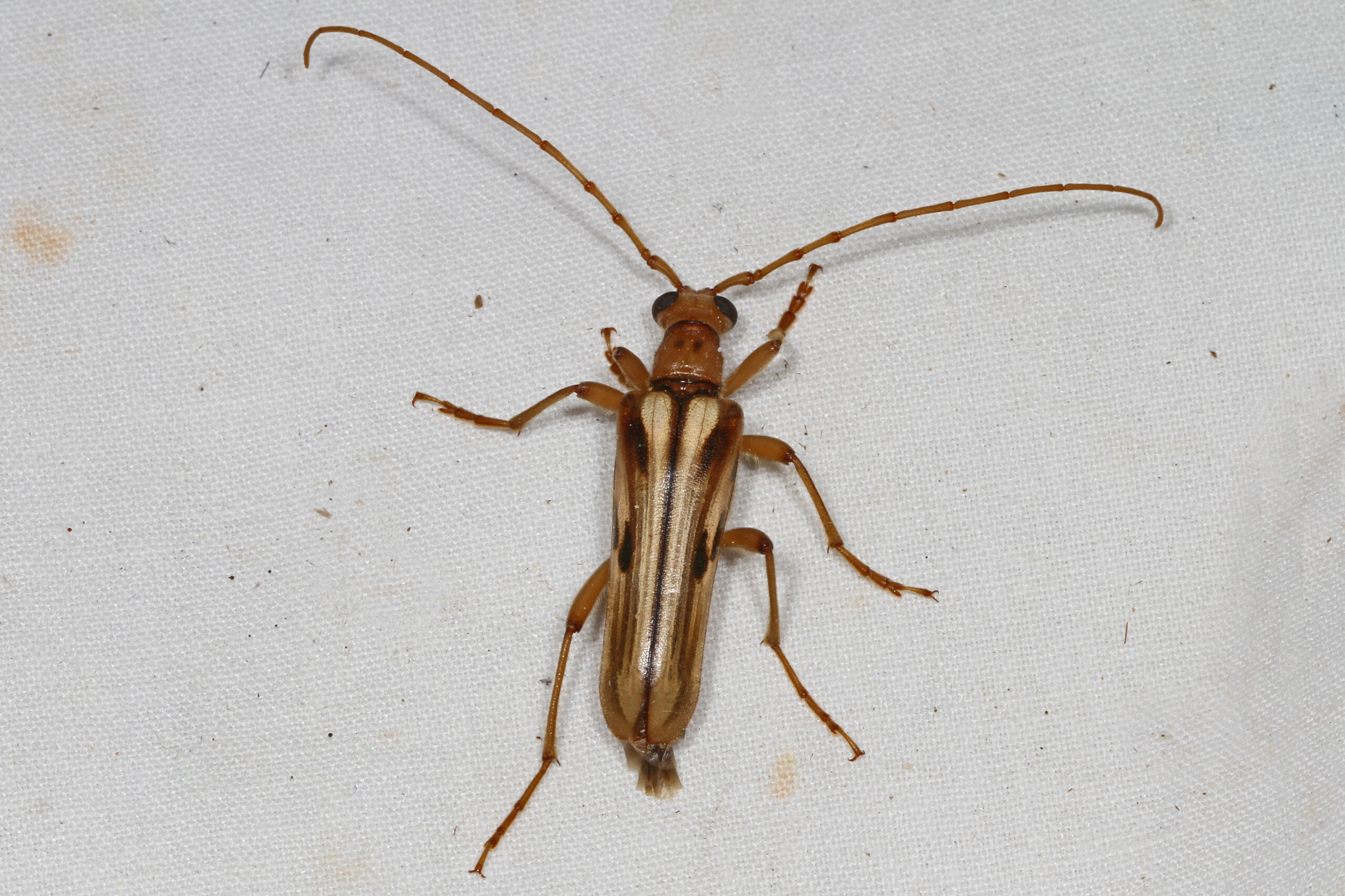 long horned beetle ortholeptura valida, sfsu field campus, bassetts, california