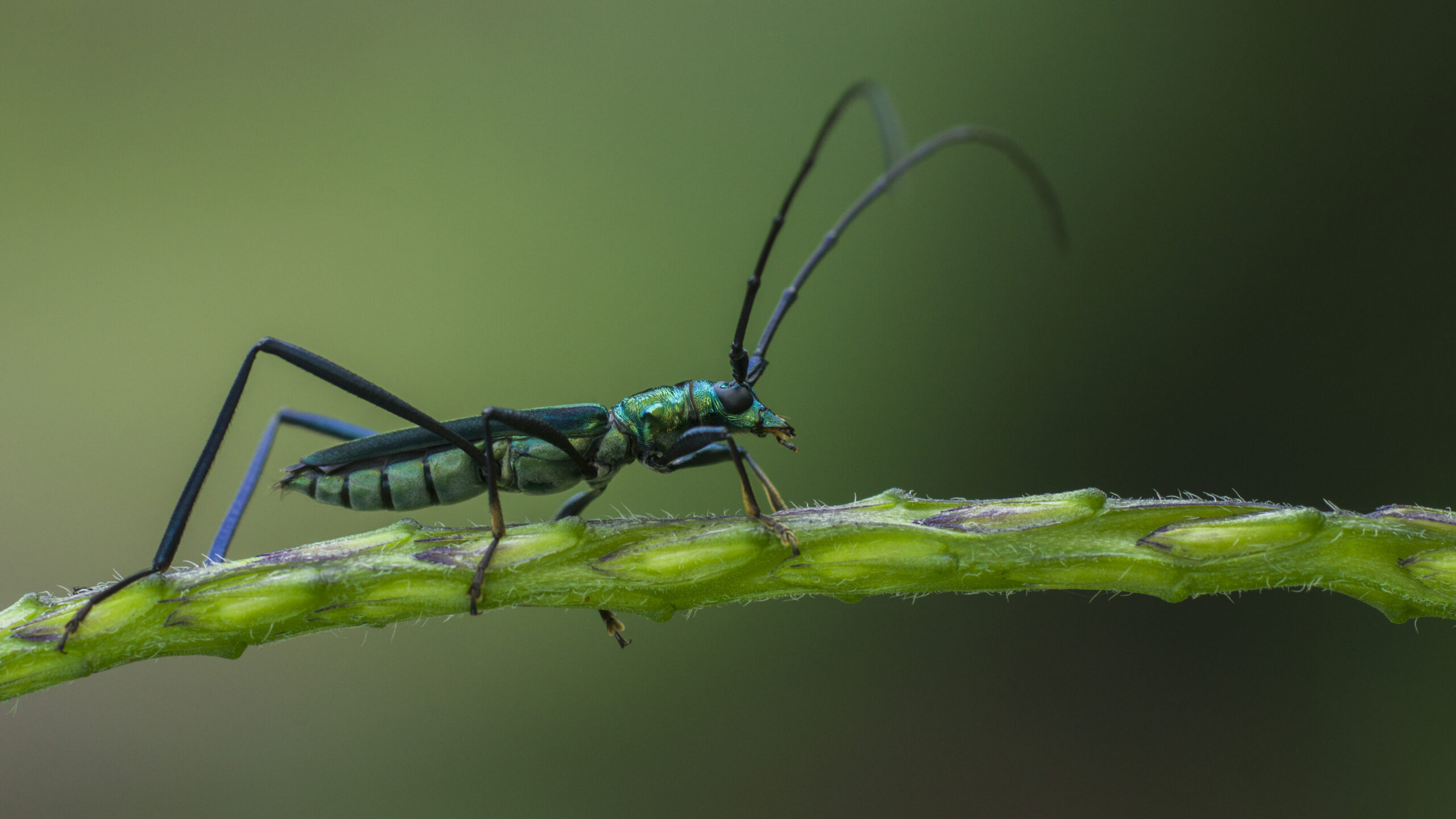 metallic blue long horn beetle